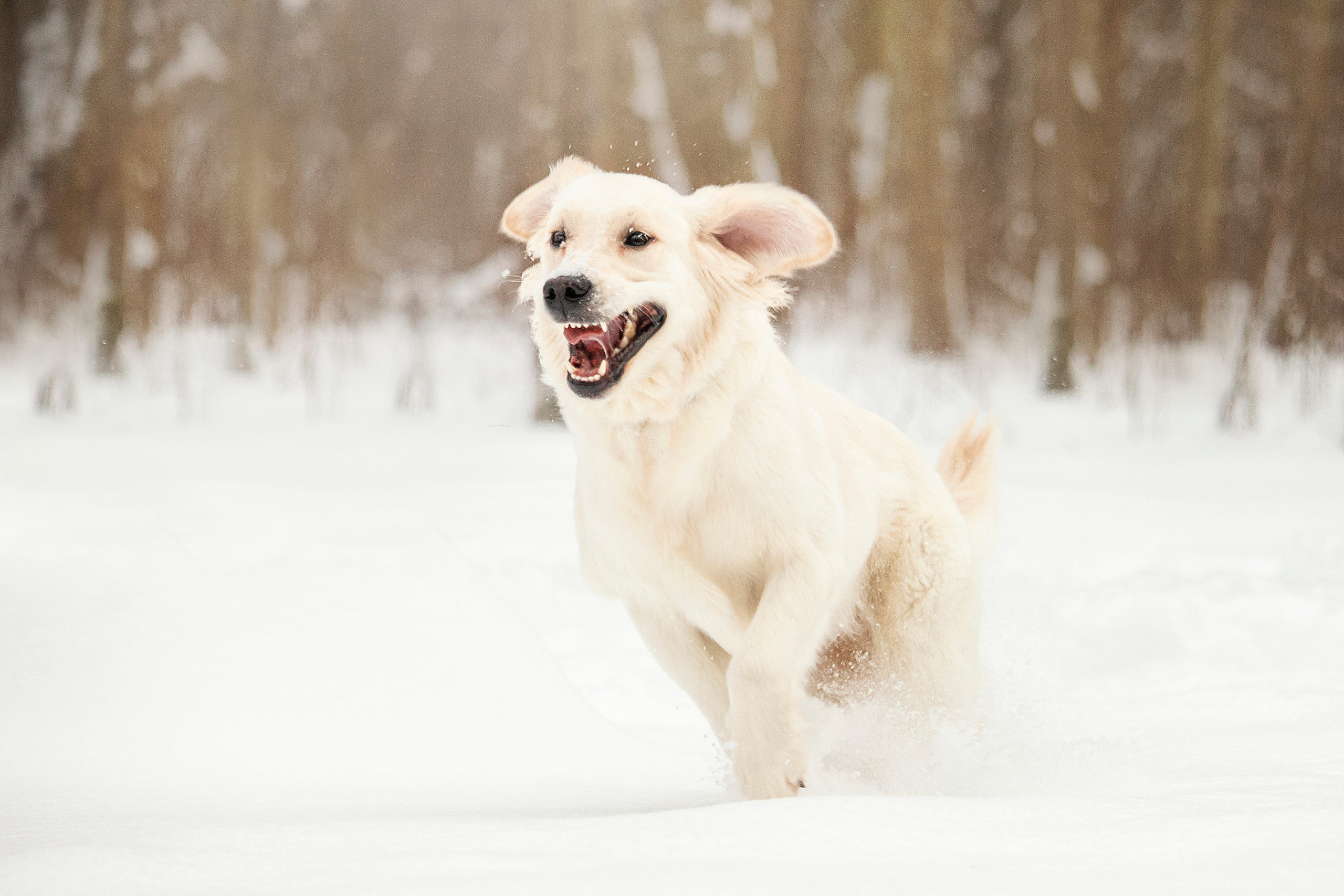 Милка и ее семья. Фотограф — Анималист | Санкт-Петербург