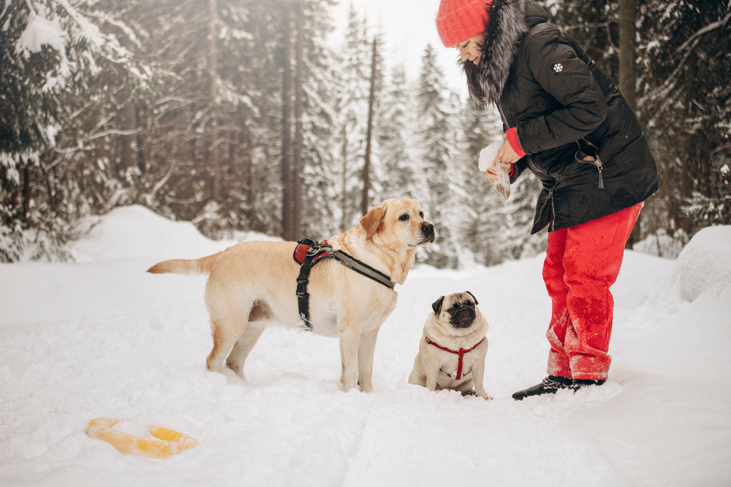 Марго, Степа и их семья. Фотограф — Анималист | Санкт-Петербург