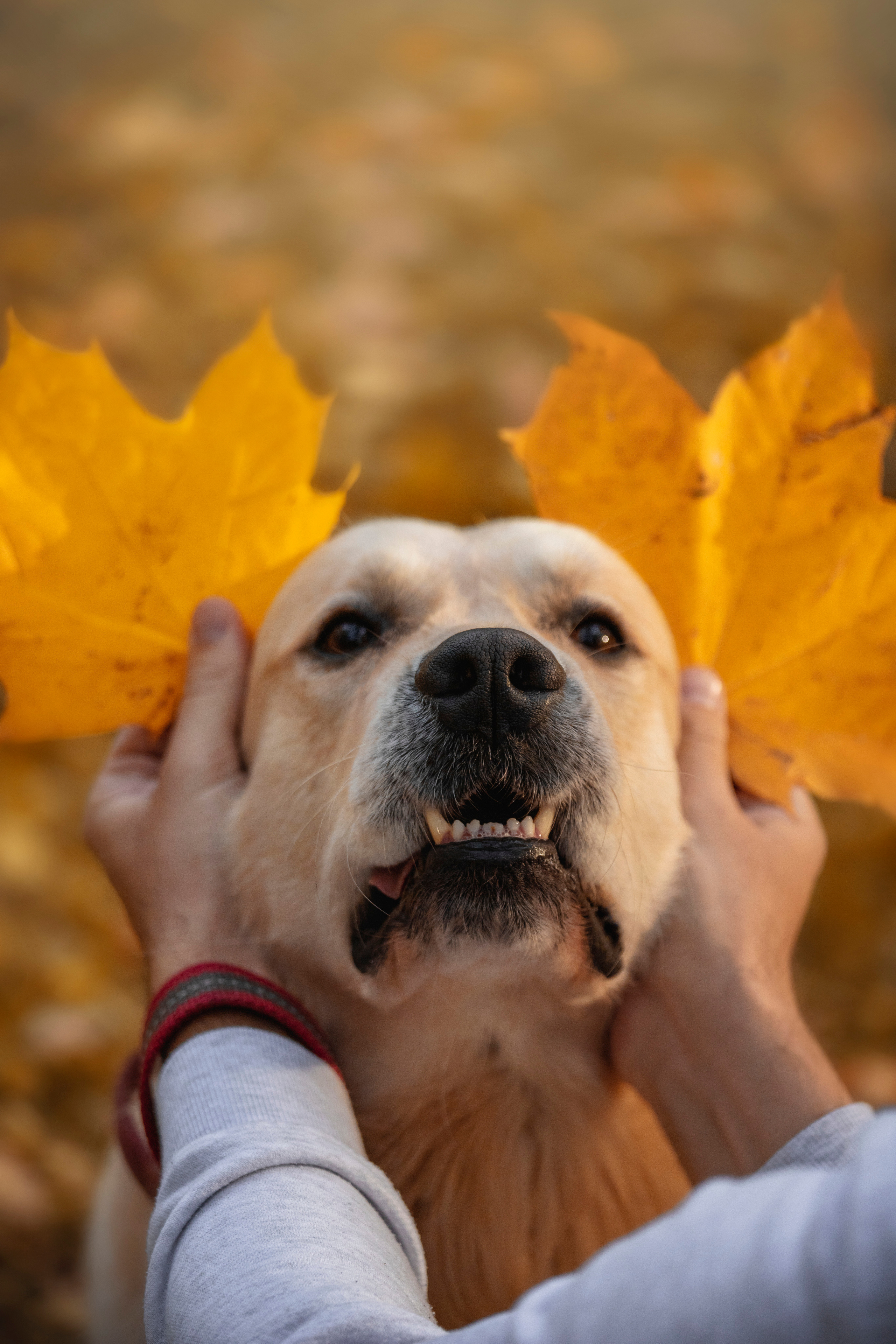 Лёвушка и его семья. Фотограф — Анималист | Санкт-Петербург
