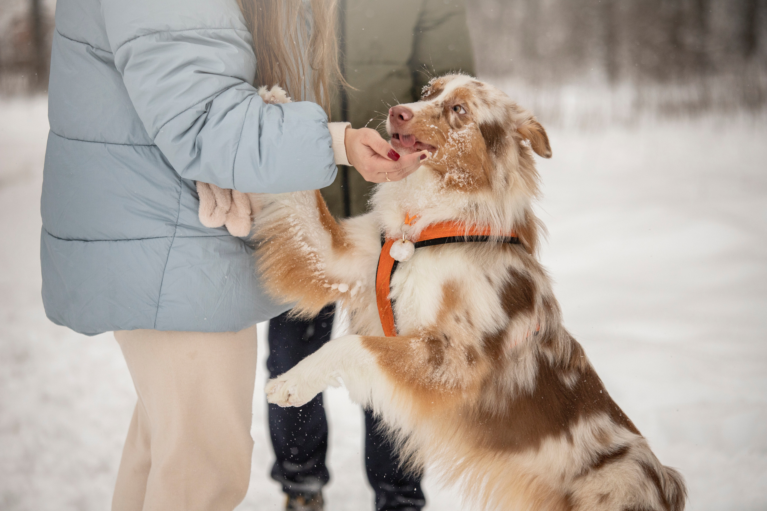 Делик, Скай и их семья. Фотограф — Анималист | Санкт-Петербург