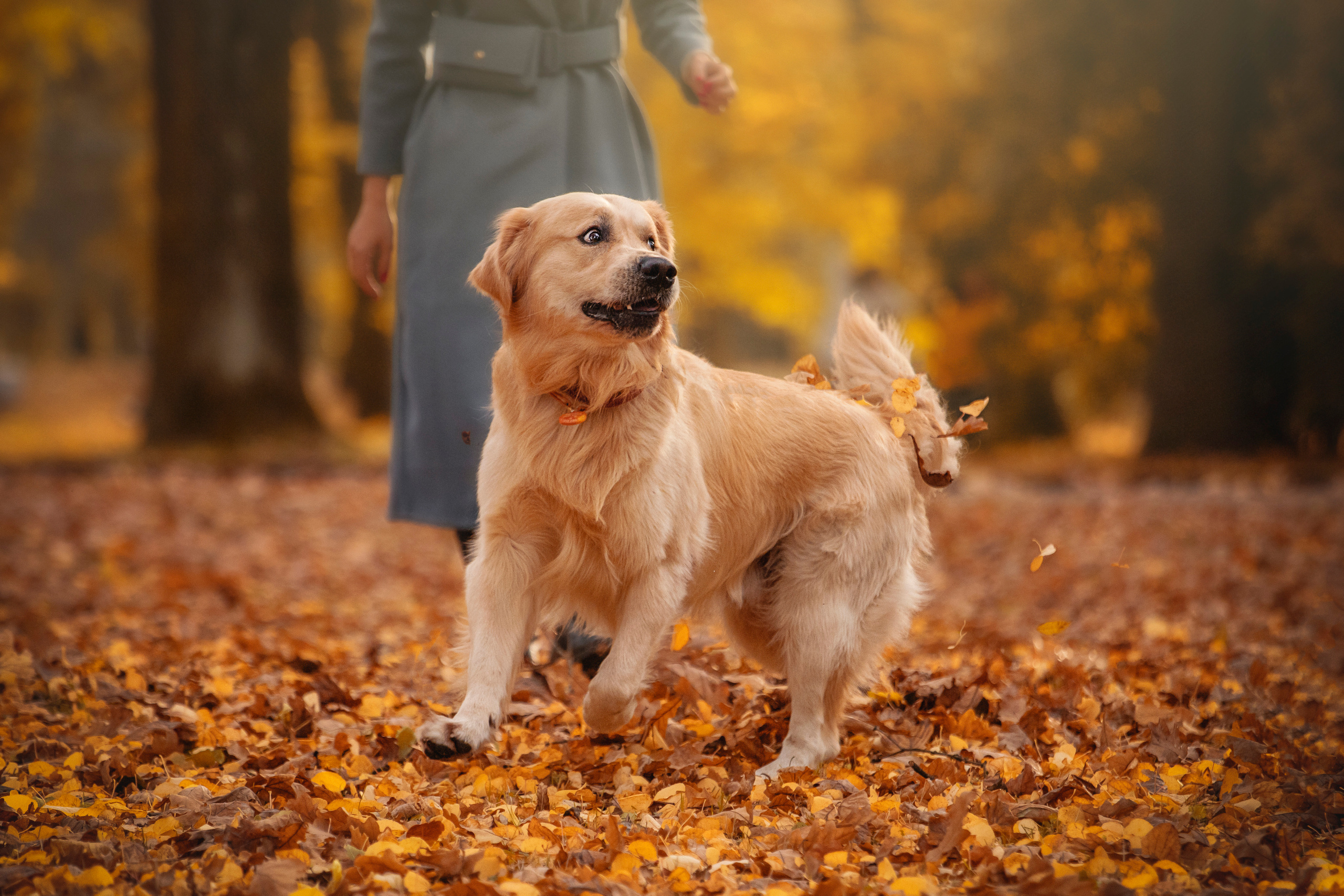 Лёвушка и его семья. Фотограф — Анималист | Санкт-Петербург