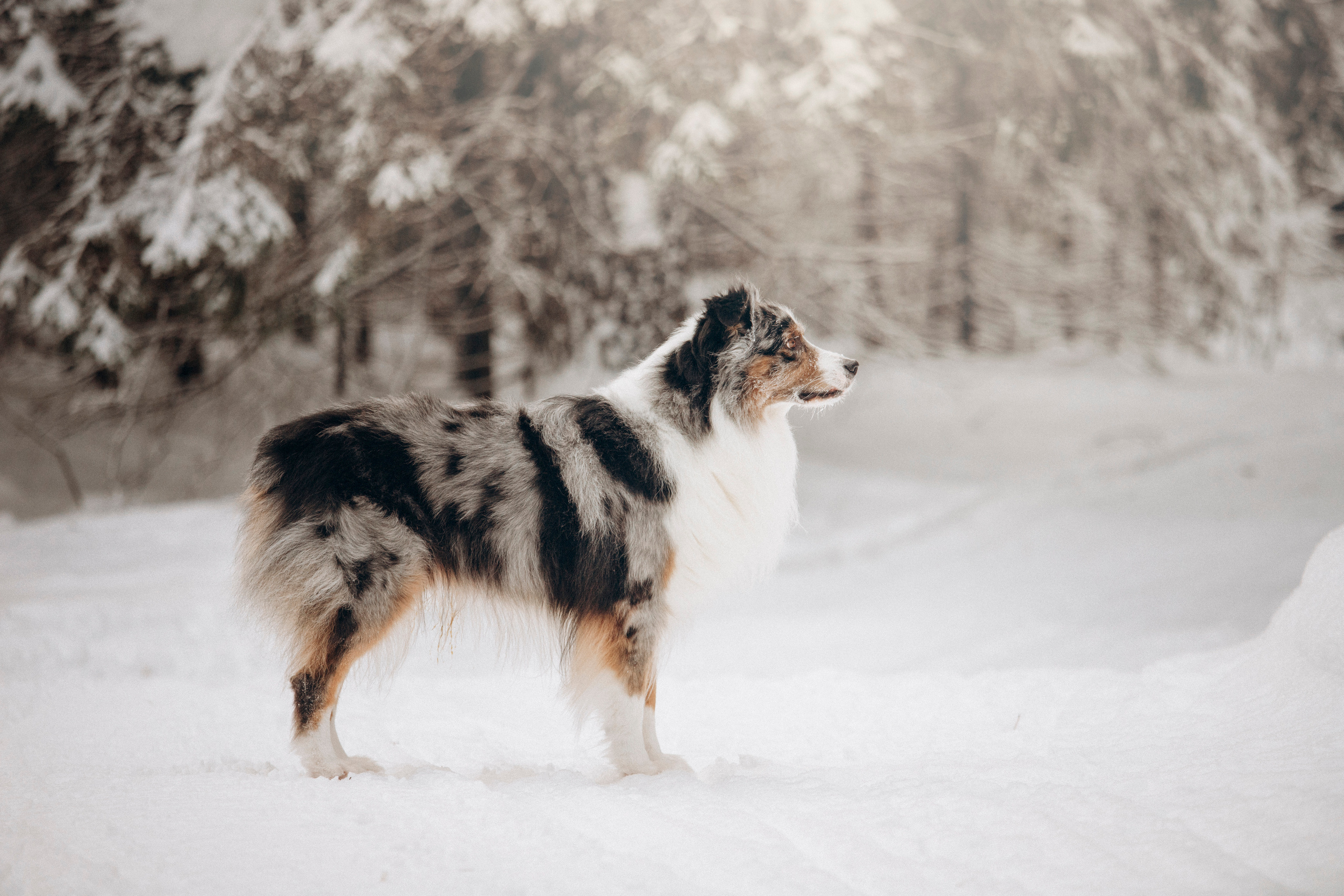 Айк и его семья. Фотограф — Анималист | Санкт-Петербург