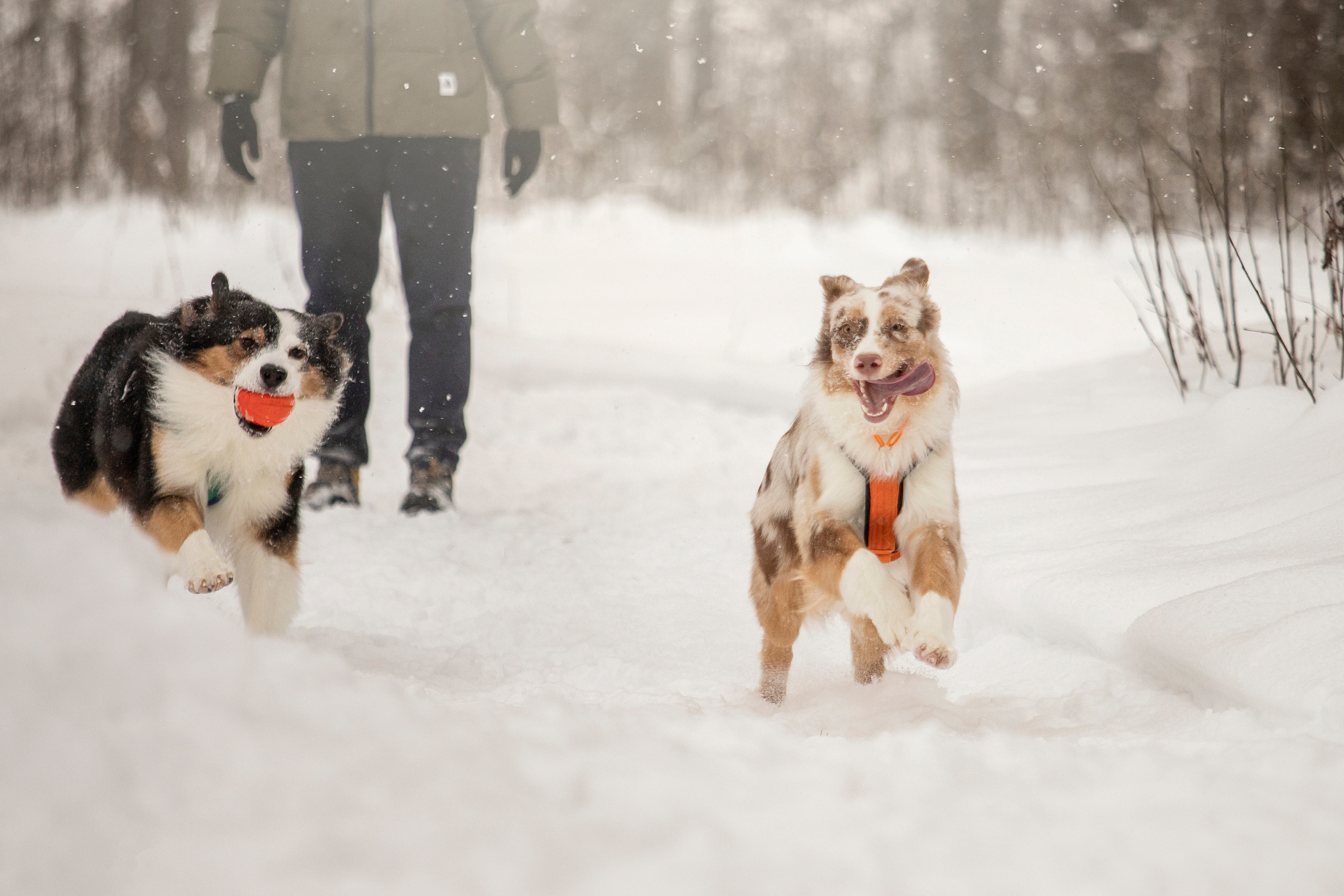 Делик, Скай и их семья. Фотограф — Анималист | Санкт-Петербург