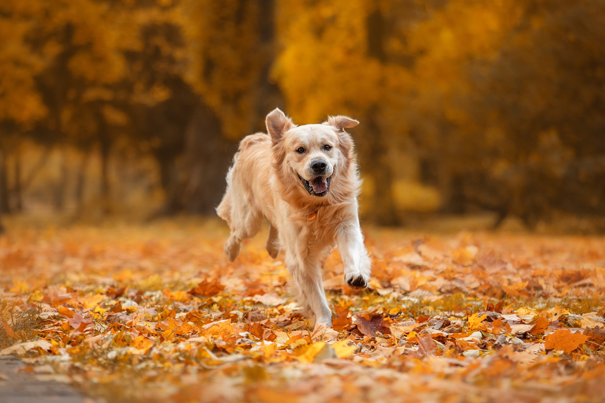 Лёвушка и его семья. Фотограф — Анималист | Санкт-Петербург
