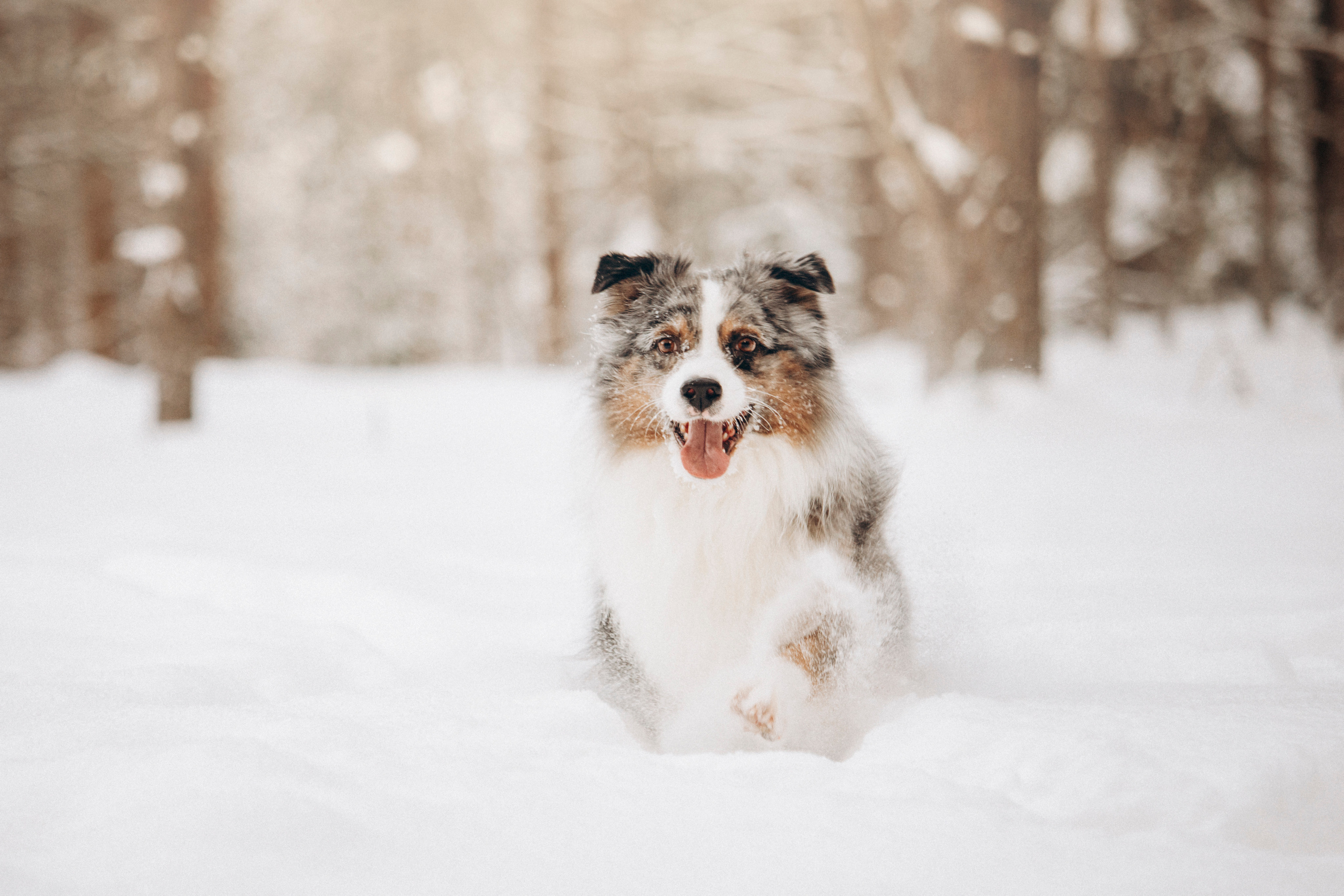 Айк и его семья. Фотограф — Анималист | Санкт-Петербург