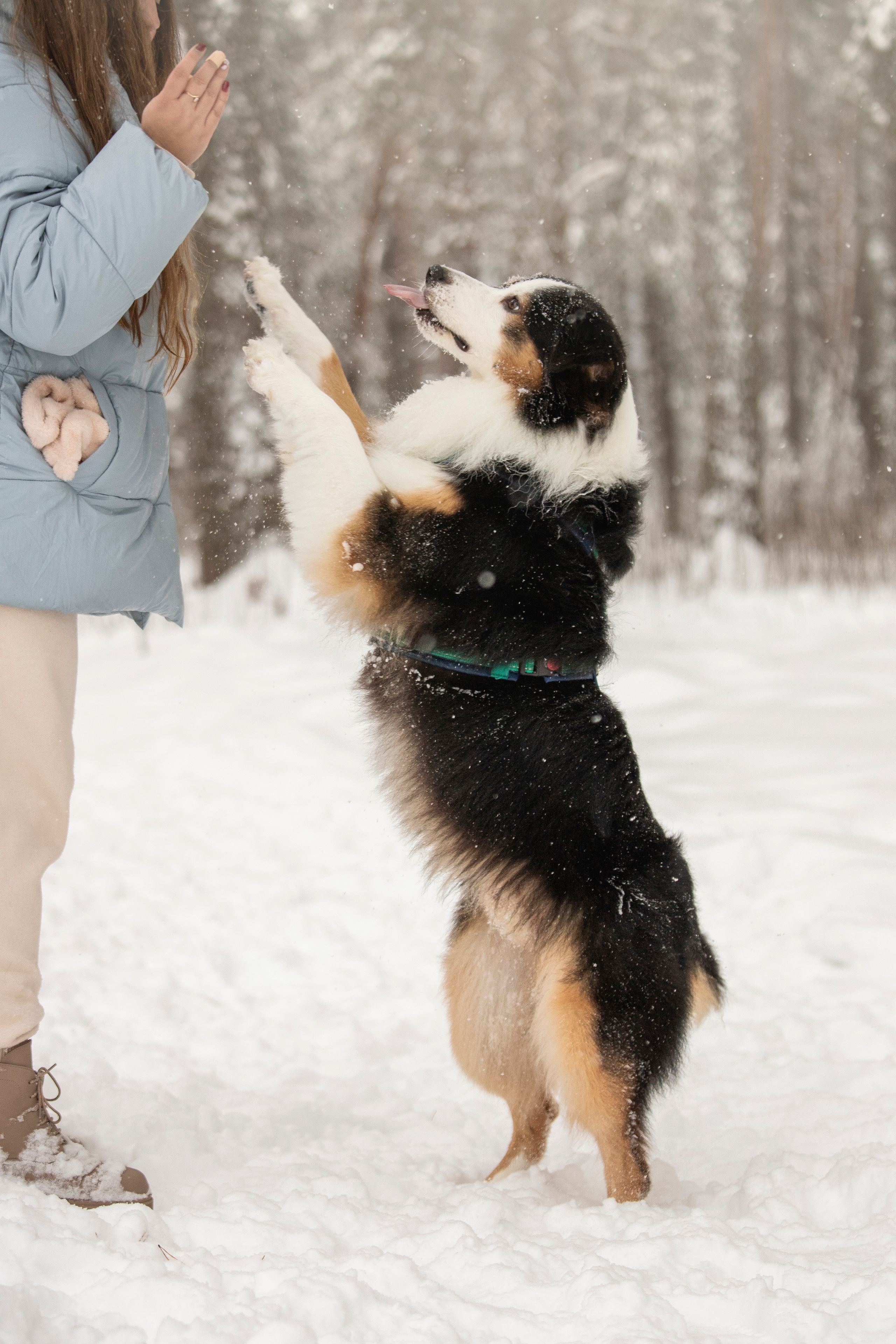 Делик, Скай и их семья. Фотограф — Анималист | Санкт-Петербург