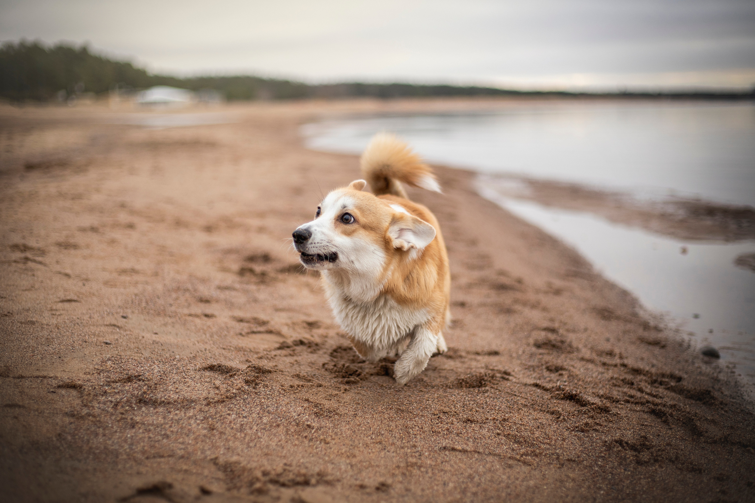 Барни и его семья. Фотограф — Анималист | Санкт-Петербург