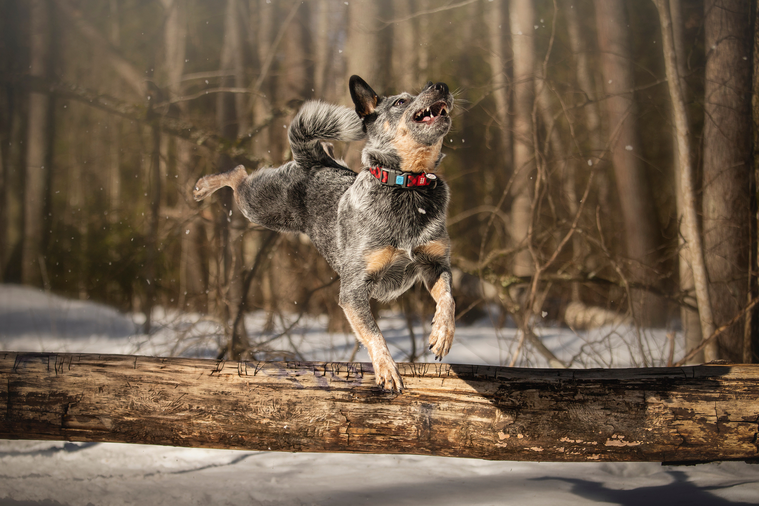 Оля и Мотя. Фотограф — Анималист | Санкт-Петербург