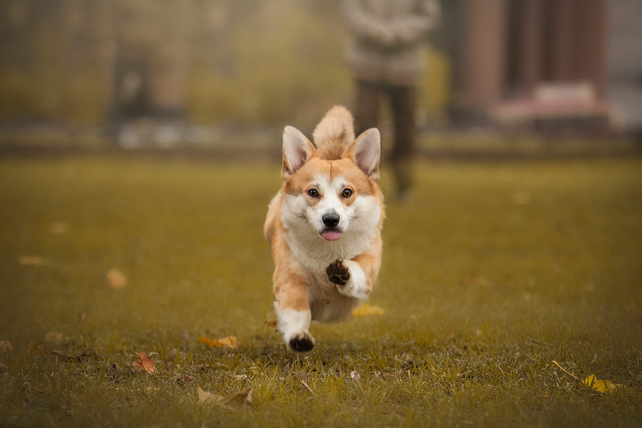 Барни и его семья. Фотограф — Анималист | Санкт-Петербург
