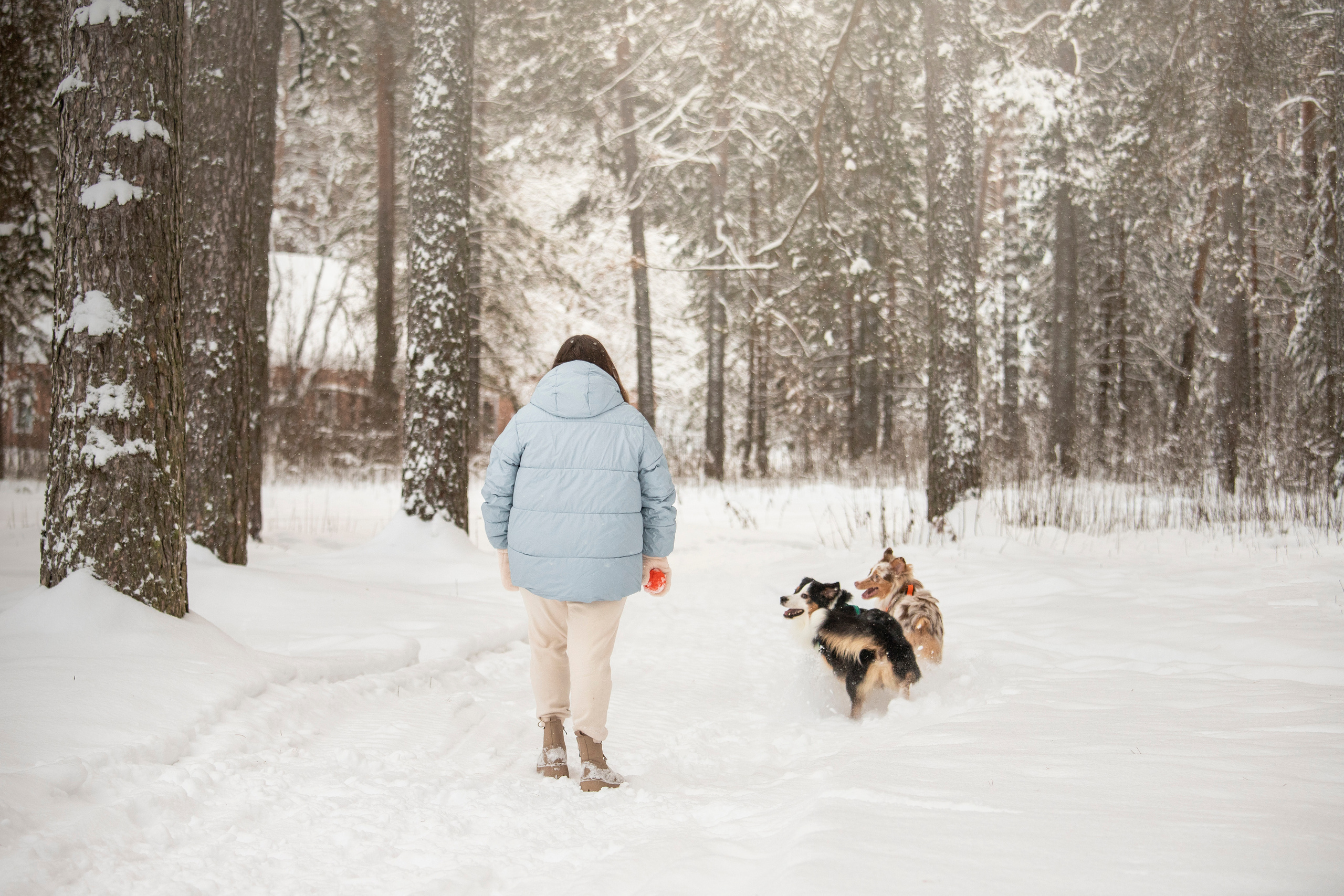 Делик, Скай и их семья. Фотограф — Анималист | Санкт-Петербург
