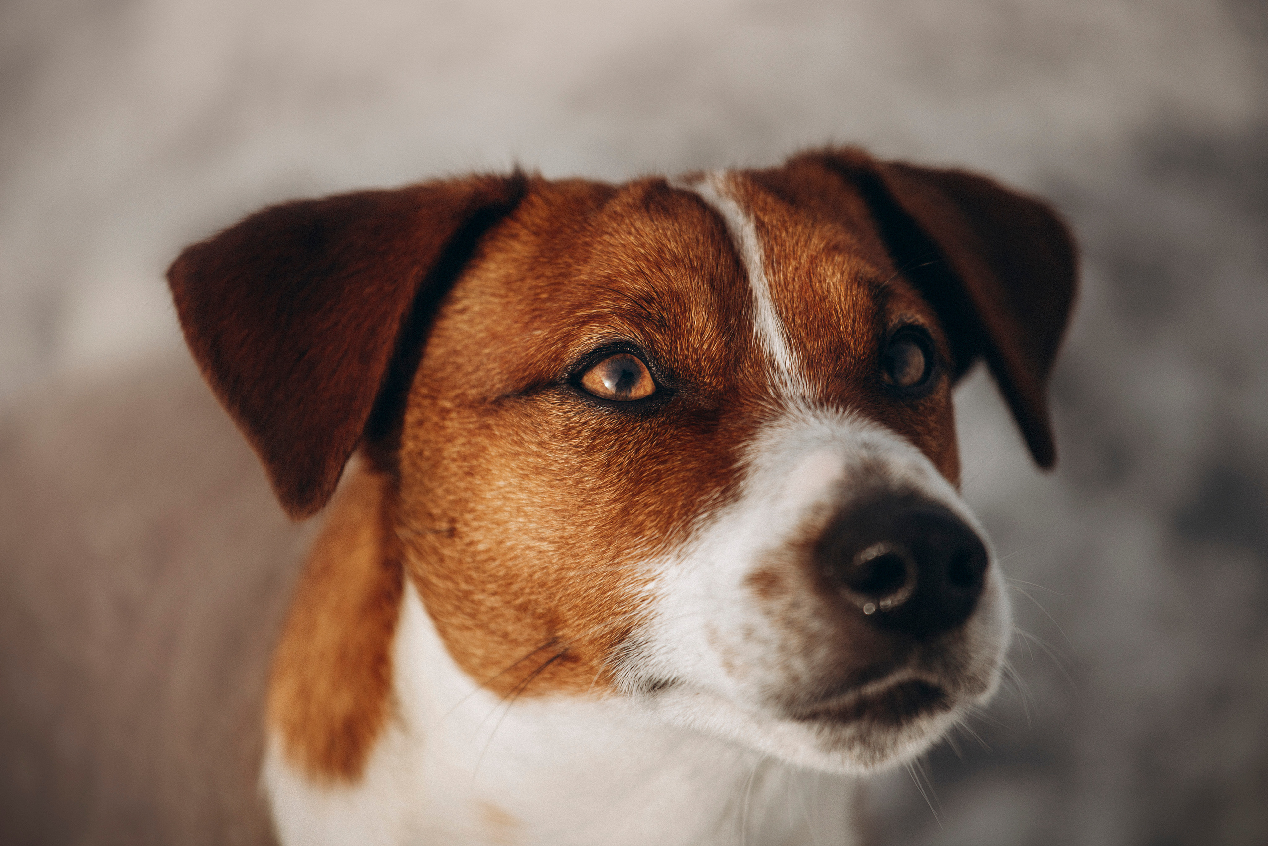 Даша и Бакс. Фотограф — Анималист | Санкт-Петербург