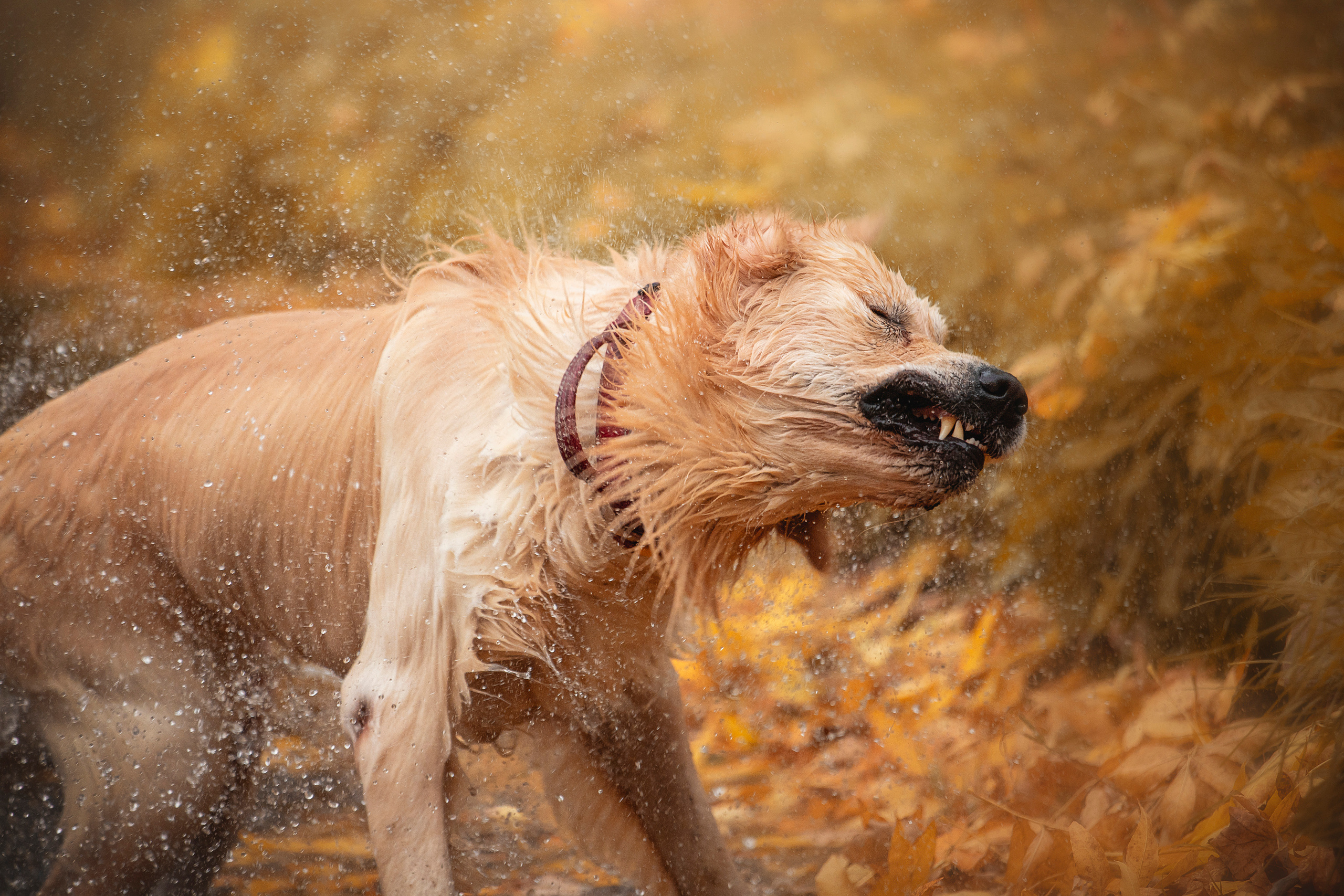 Лёвушка и его семья. Фотограф — Анималист | Санкт-Петербург