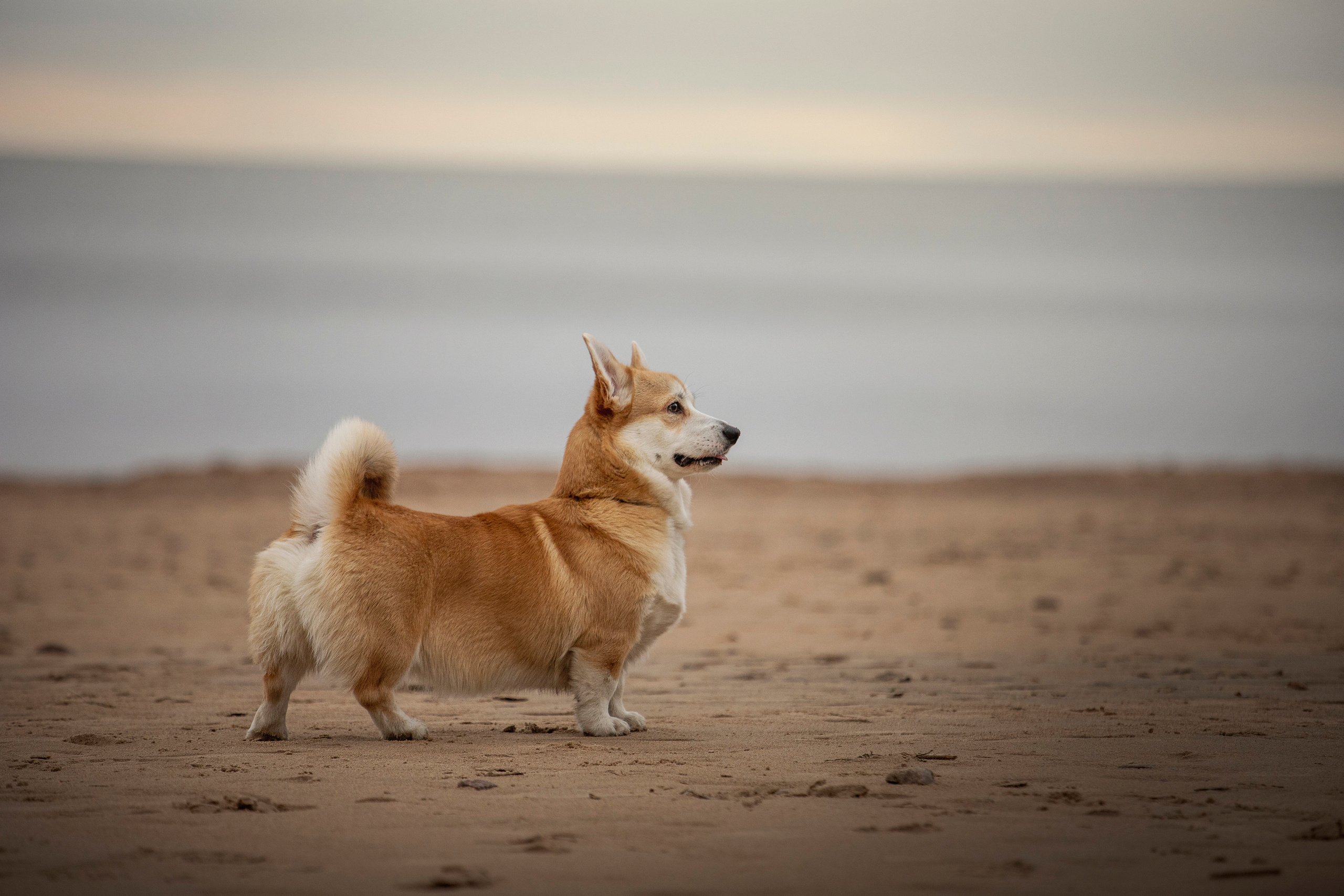 Барни и его семья. Фотограф — Анималист | Санкт-Петербург