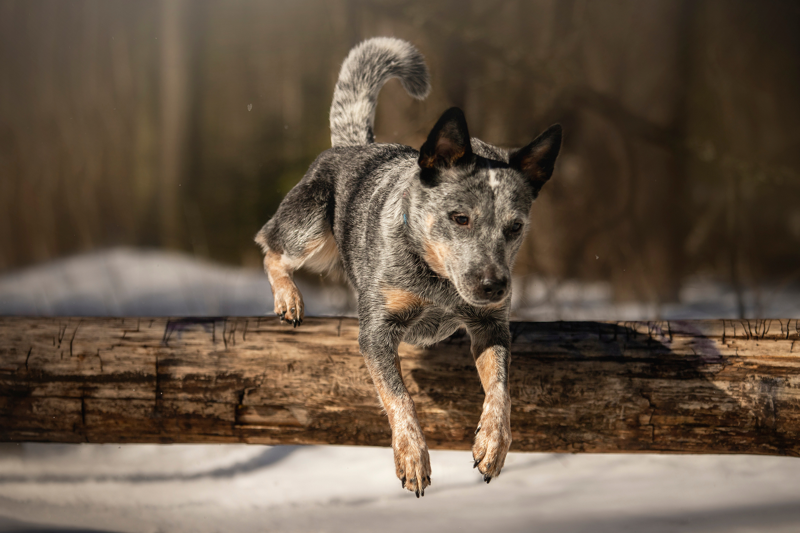 Оля и Мотя. Фотограф — Анималист | Санкт-Петербург