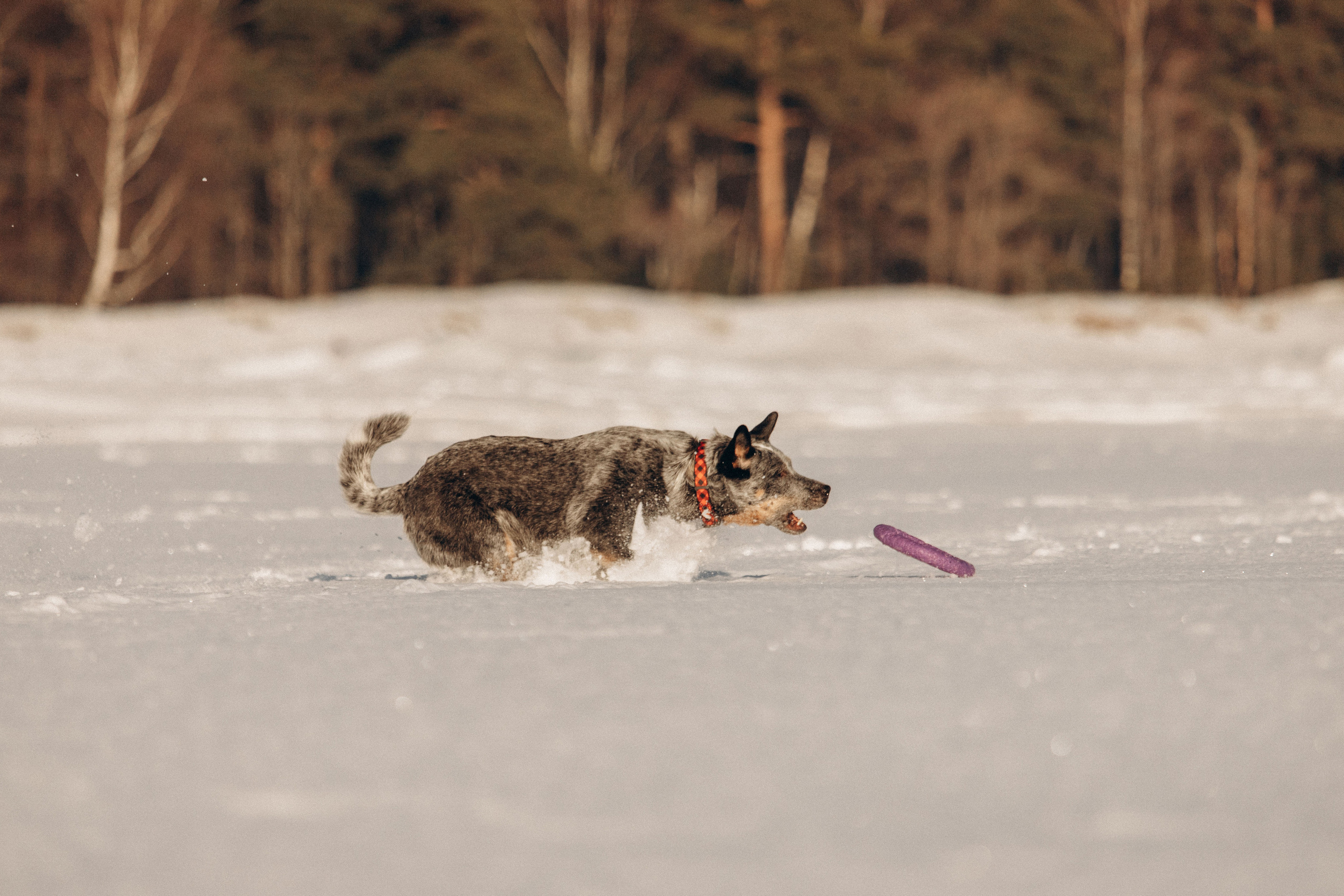Оля и Мотя. Фотограф — Анималист | Санкт-Петербург
