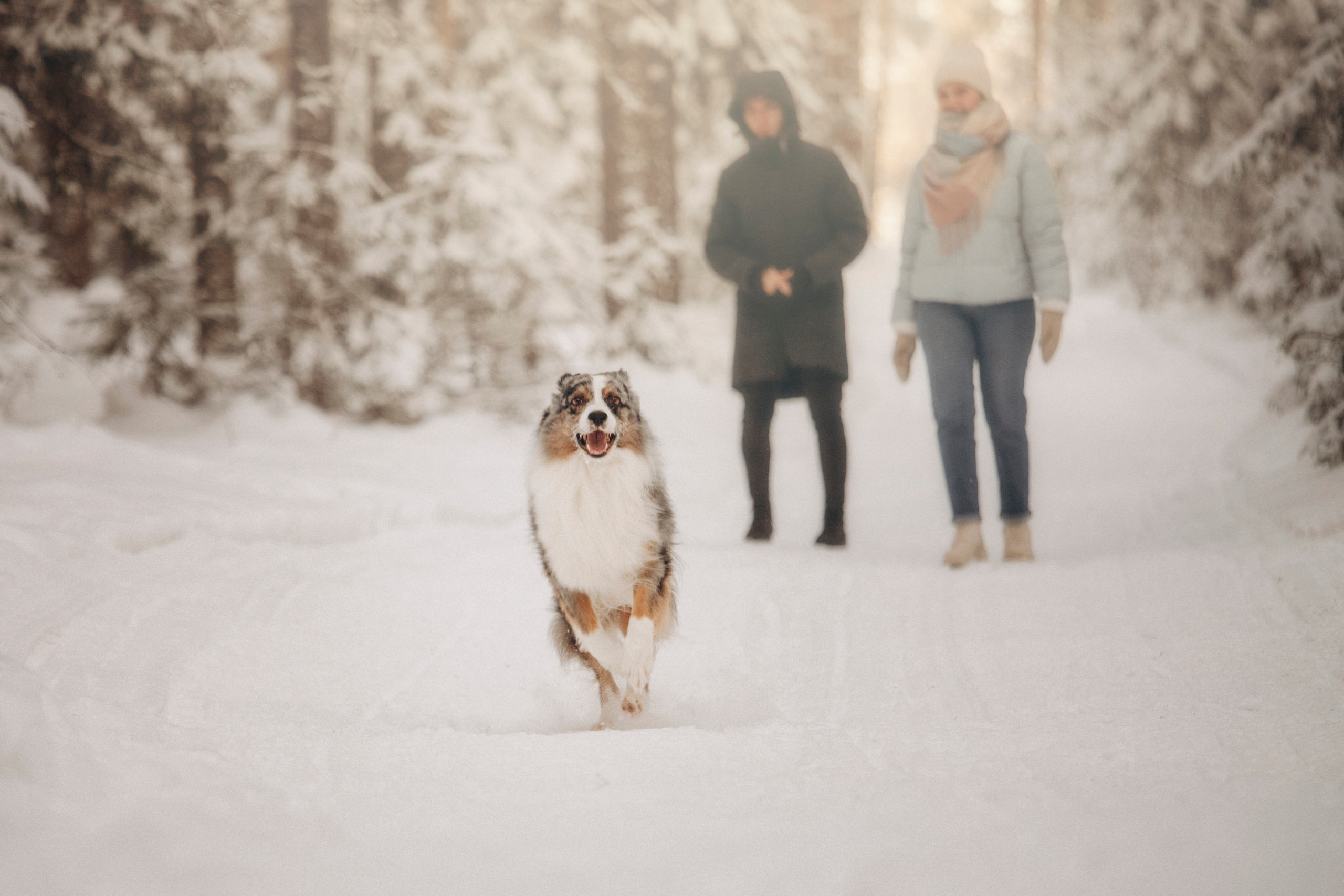 Айк и его семья. Фотограф — Анималист | Санкт-Петербург