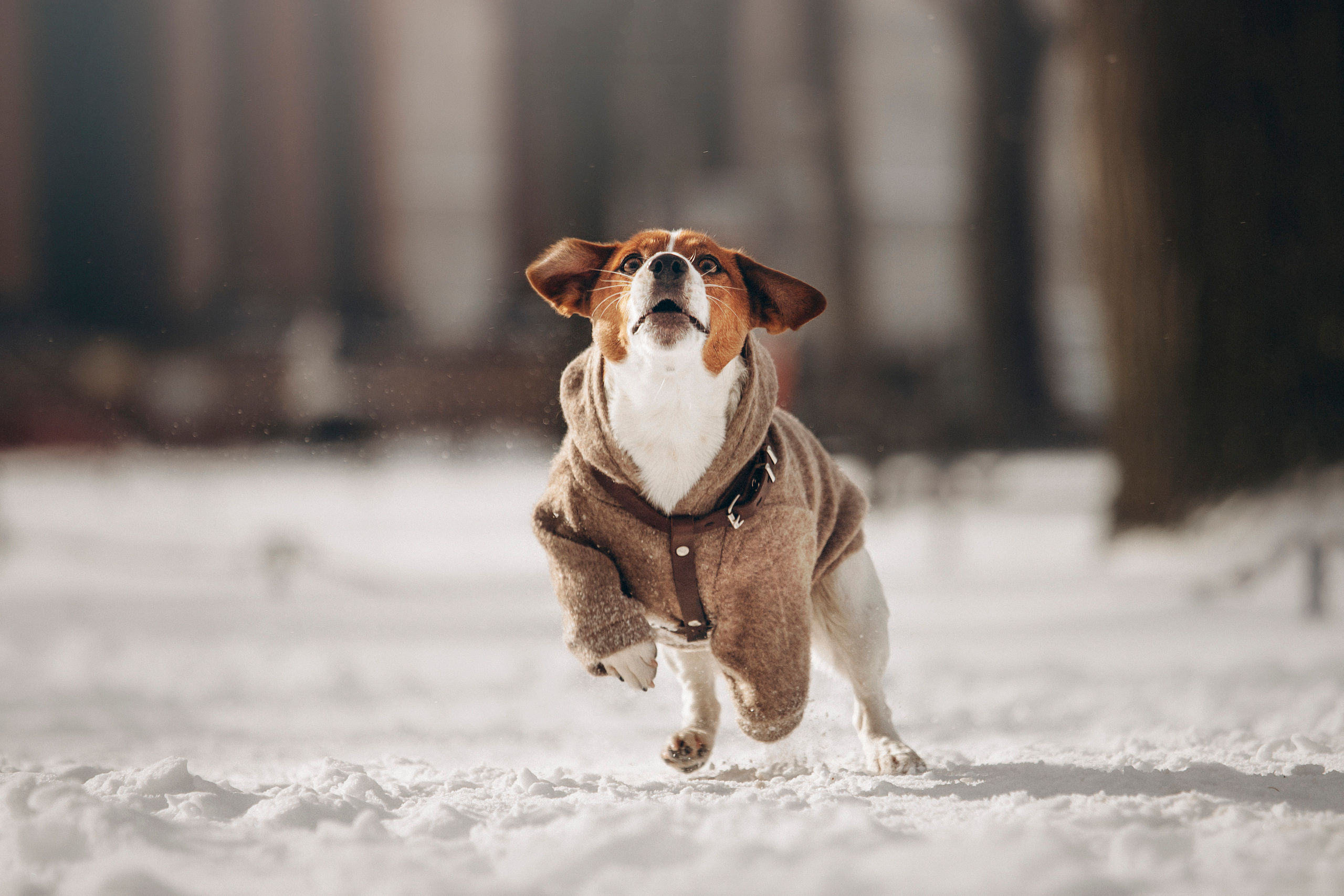 Даша и Бакс. Фотограф — Анималист | Санкт-Петербург
