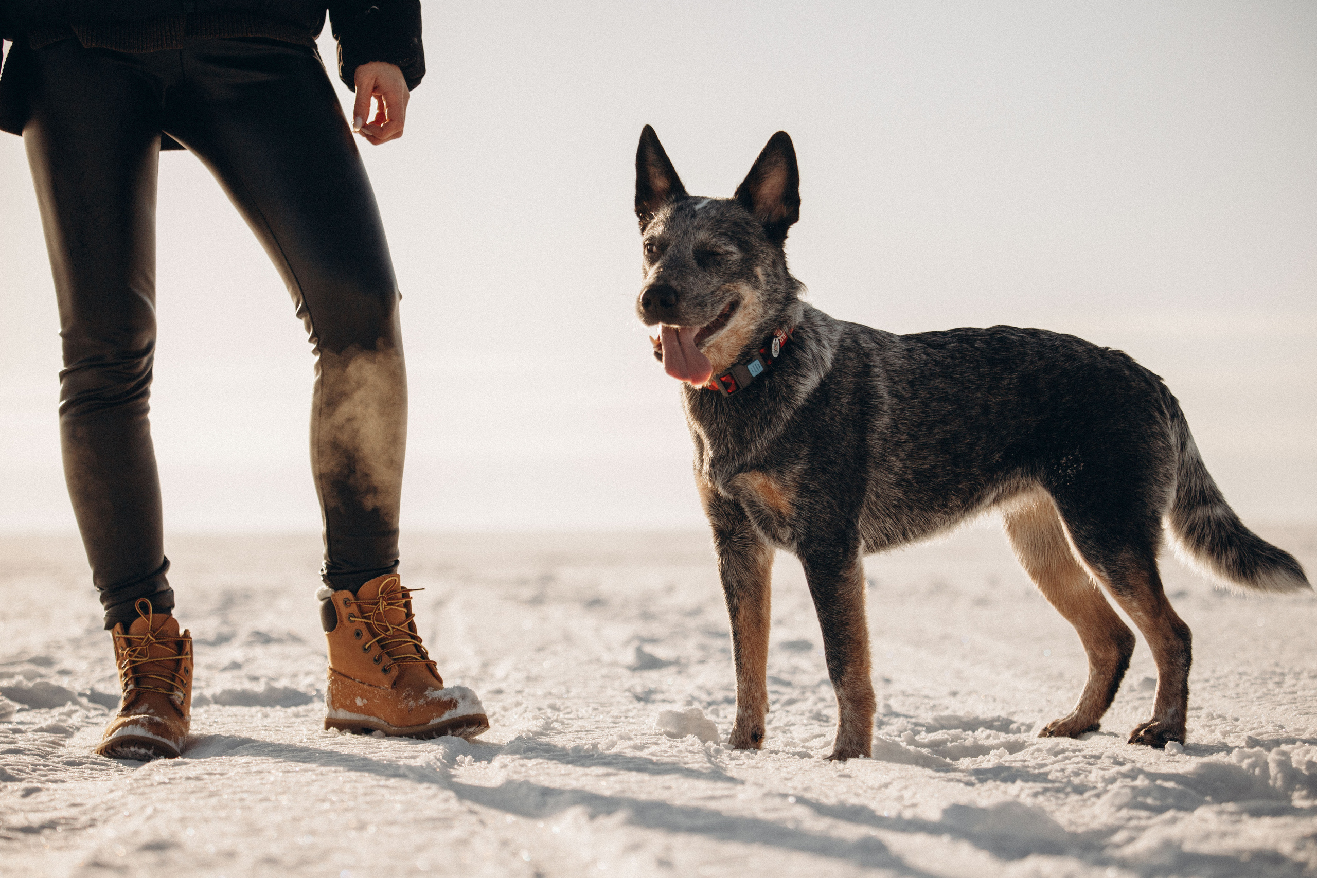 Оля и Мотя. Фотограф — Анималист | Санкт-Петербург