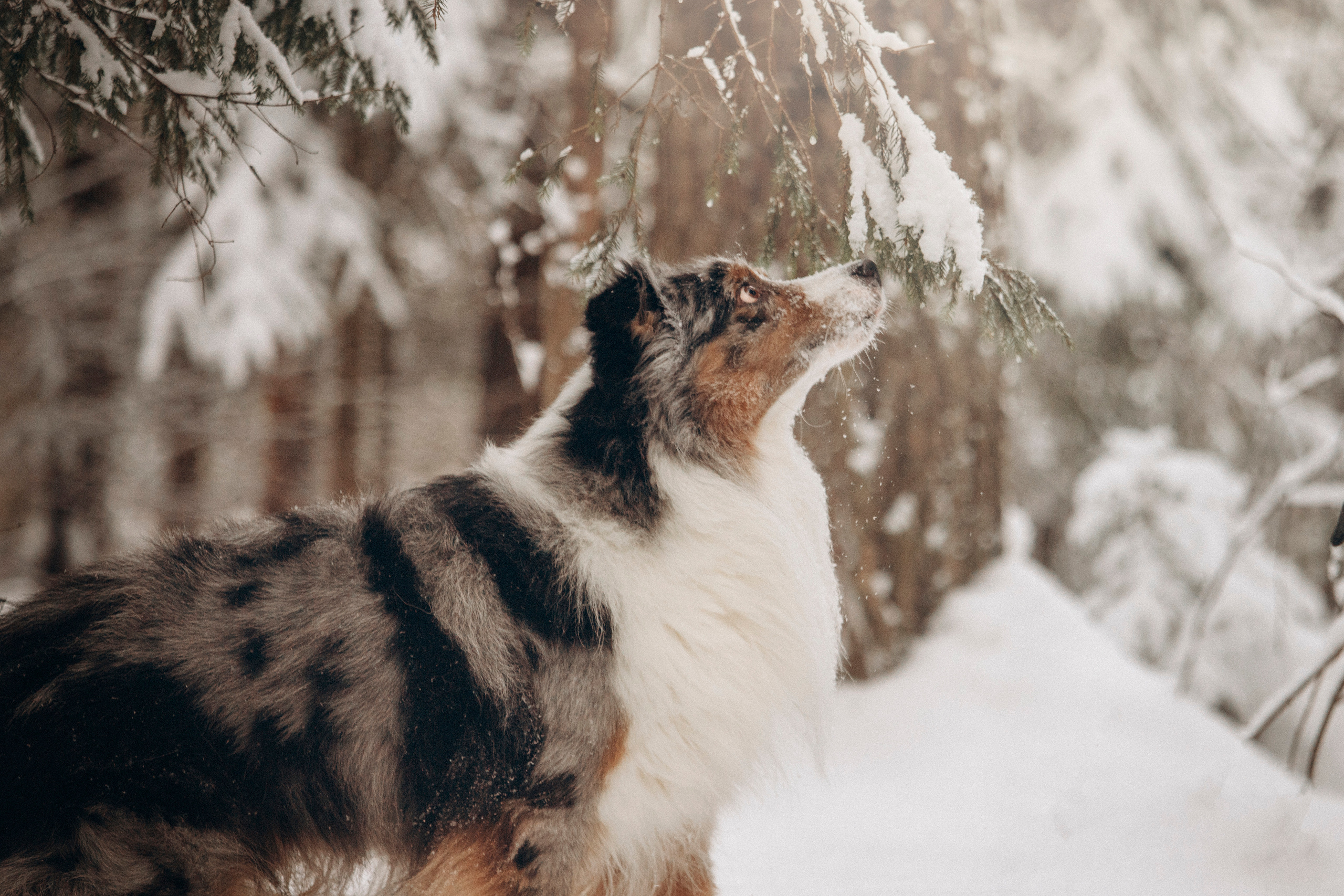 Айк и его семья. Фотограф — Анималист | Санкт-Петербург