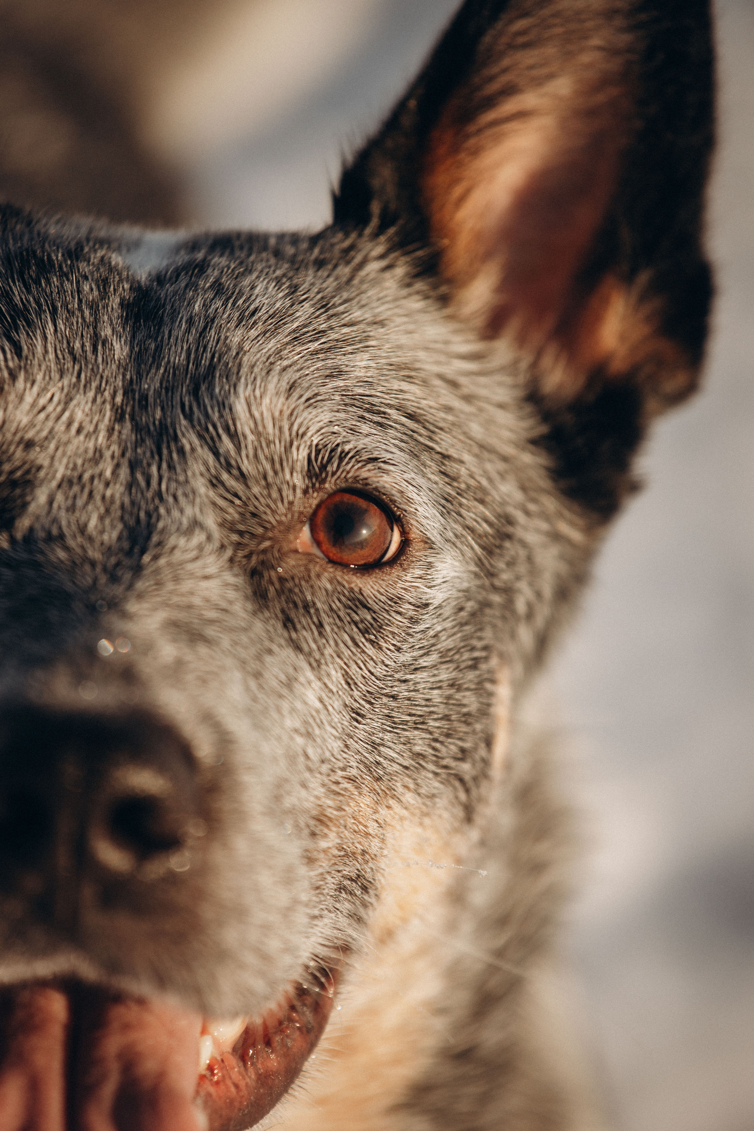 Оля и Мотя. Фотограф — Анималист | Санкт-Петербург