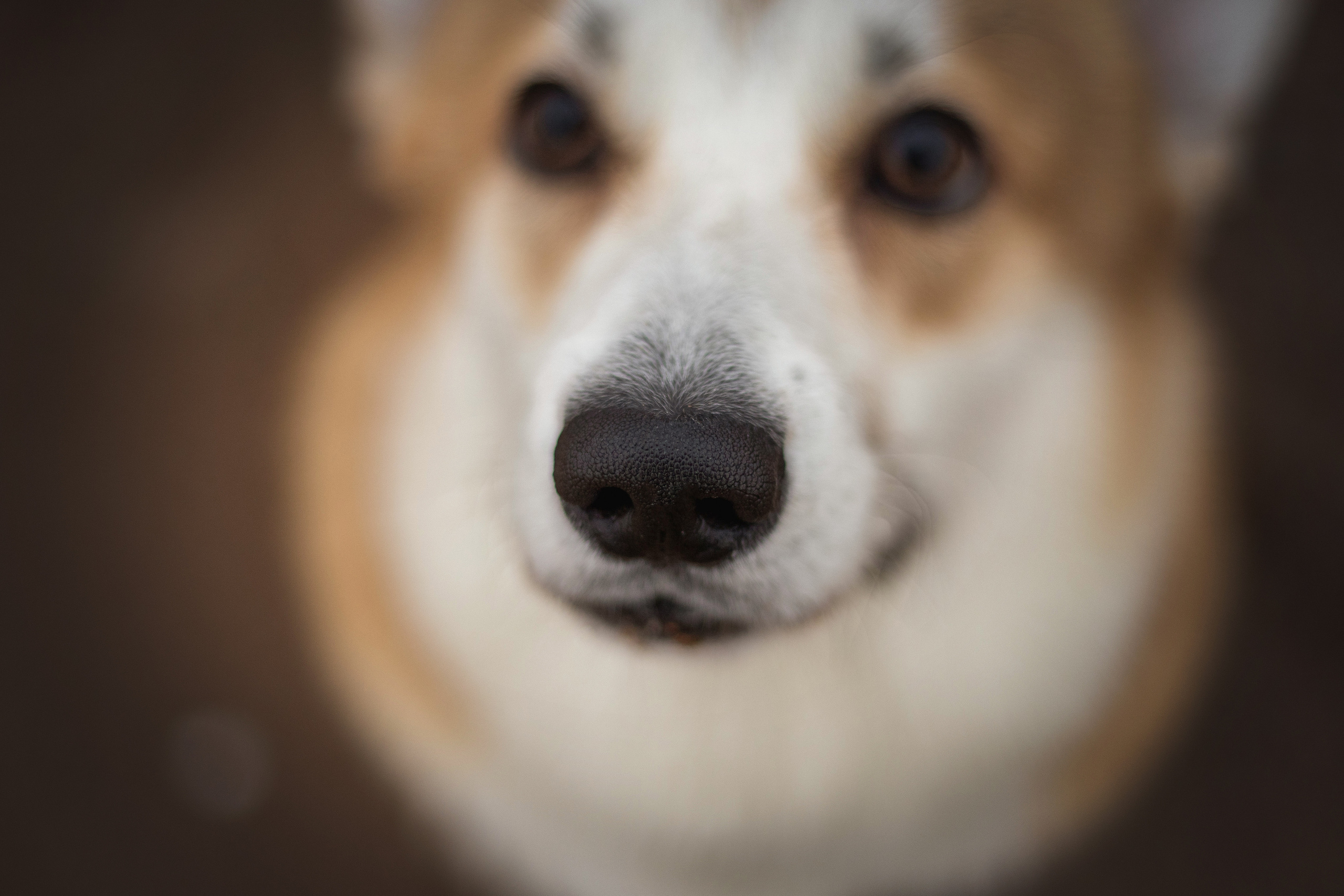 Барни и его семья. Фотограф — Анималист | Санкт-Петербург