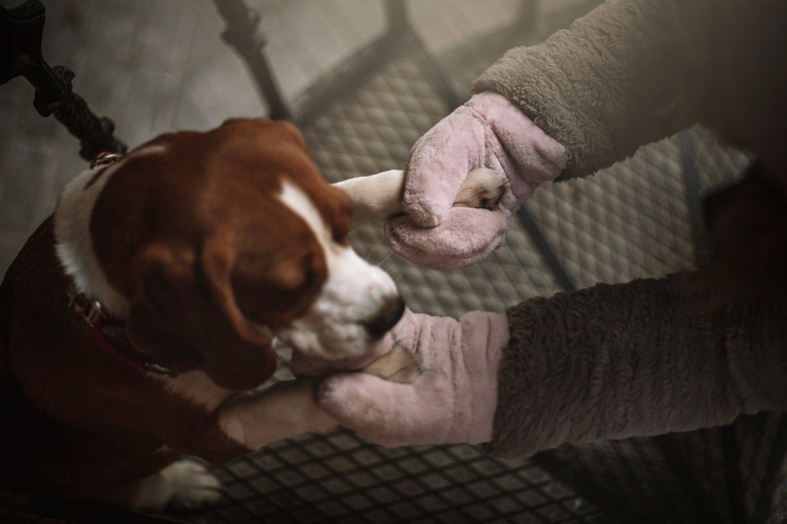 Полина и Бетти. Фотограф — Анималист | Санкт-Петербург