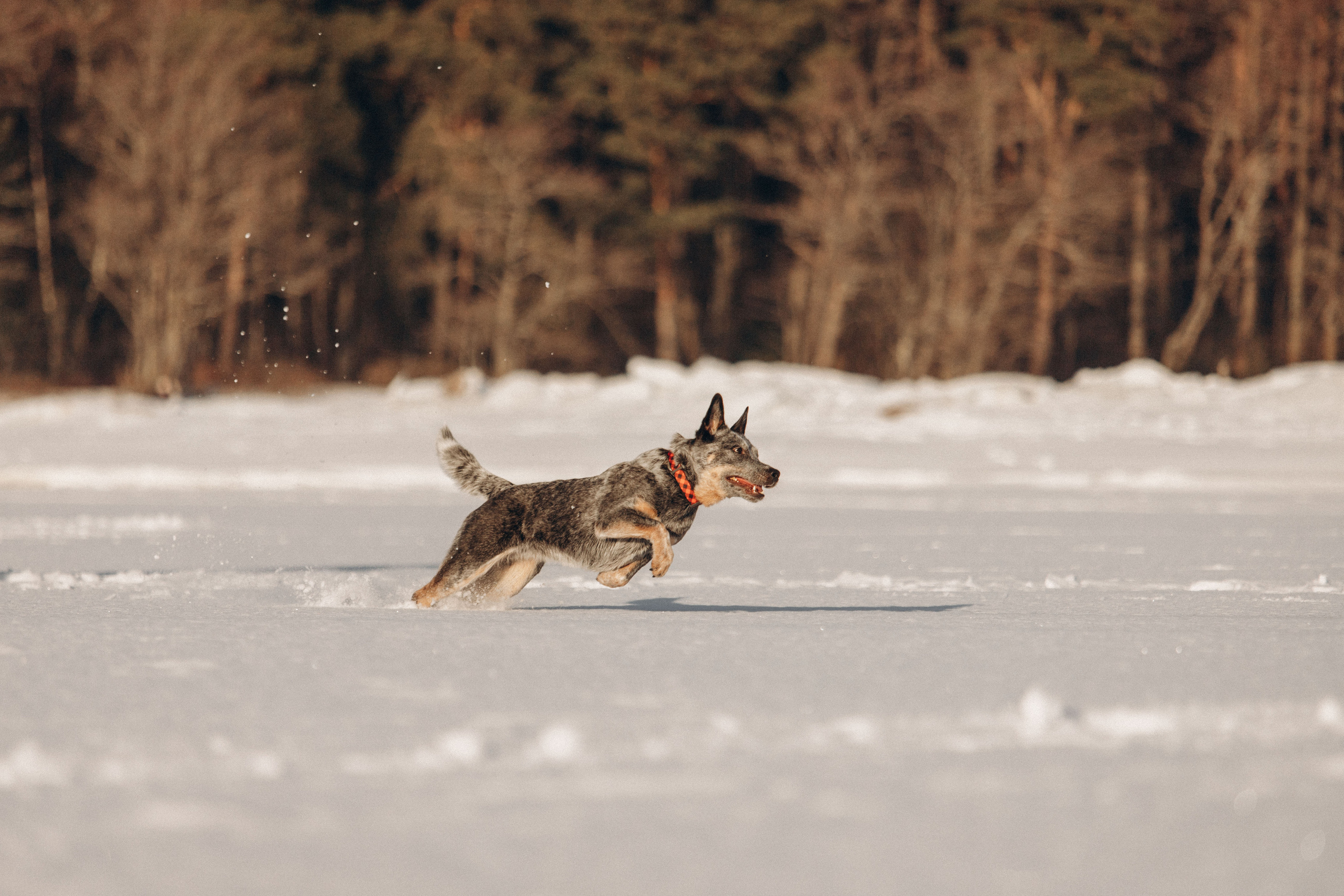 Оля и Мотя. Фотограф — Анималист | Санкт-Петербург