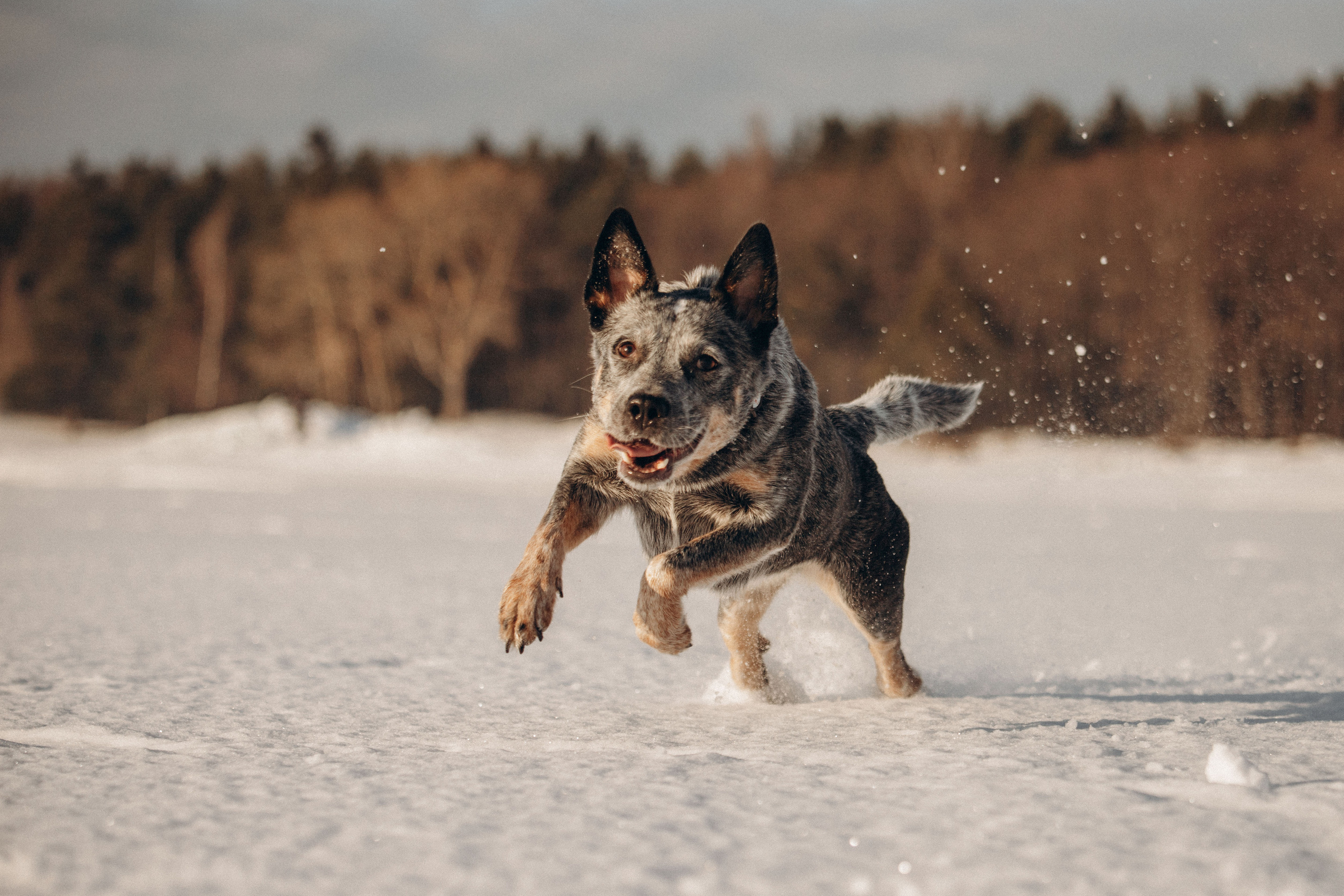 Оля и Мотя. Фотограф — Анималист | Санкт-Петербург