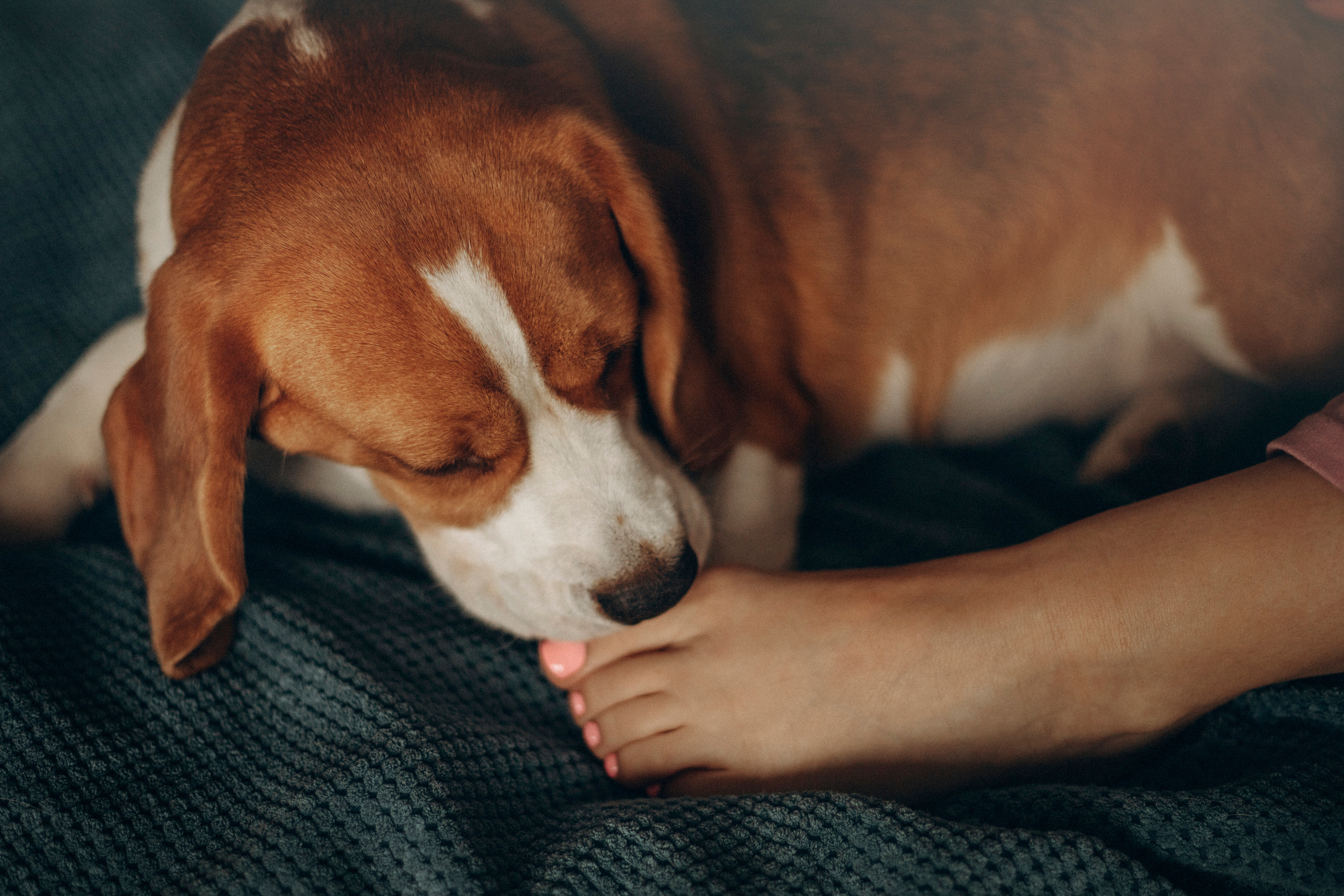 Полина и Бетти. Фотограф — Анималист | Санкт-Петербург