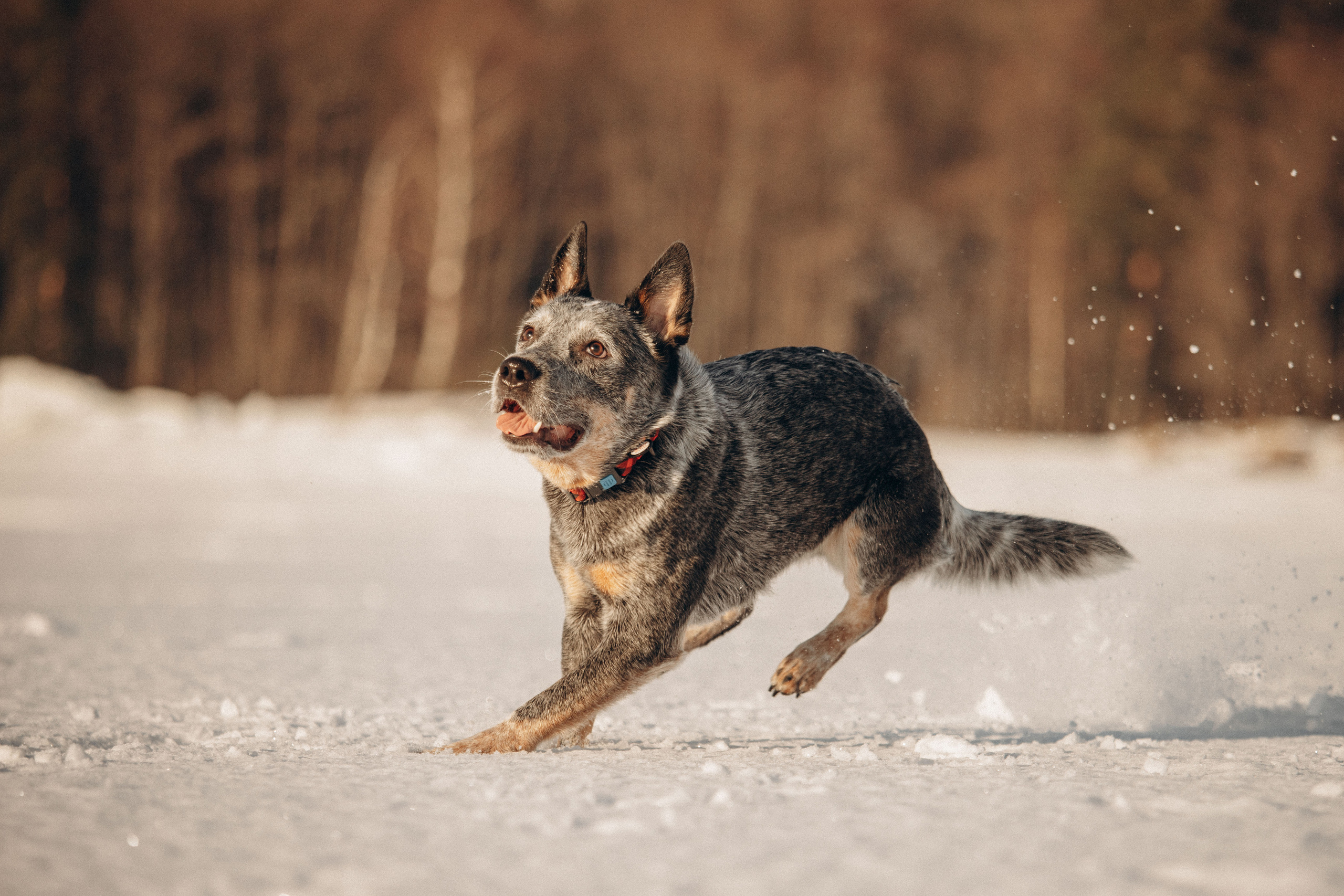 Оля и Мотя. Фотограф — Анималист | Санкт-Петербург
