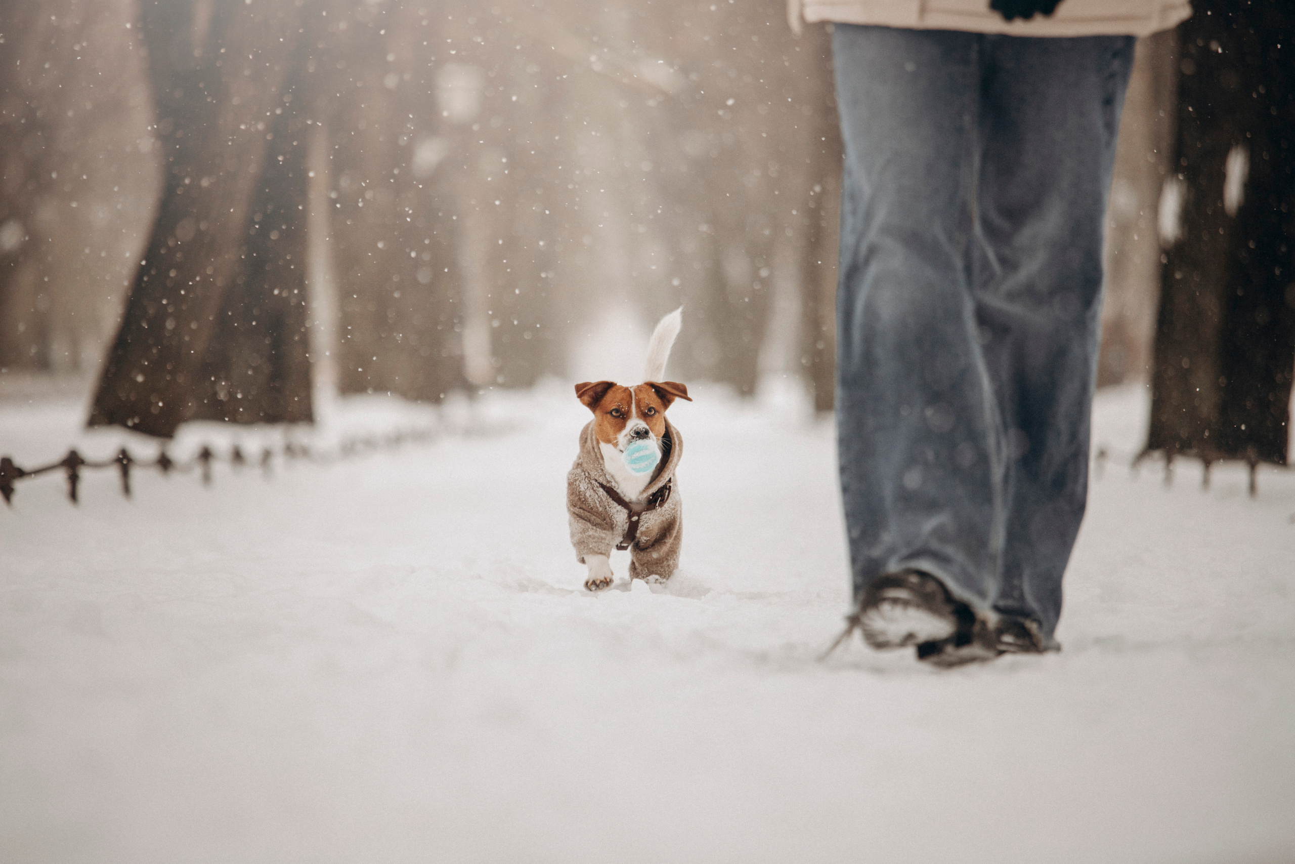 Даша и Бакс. Фотограф — Анималист | Санкт-Петербург