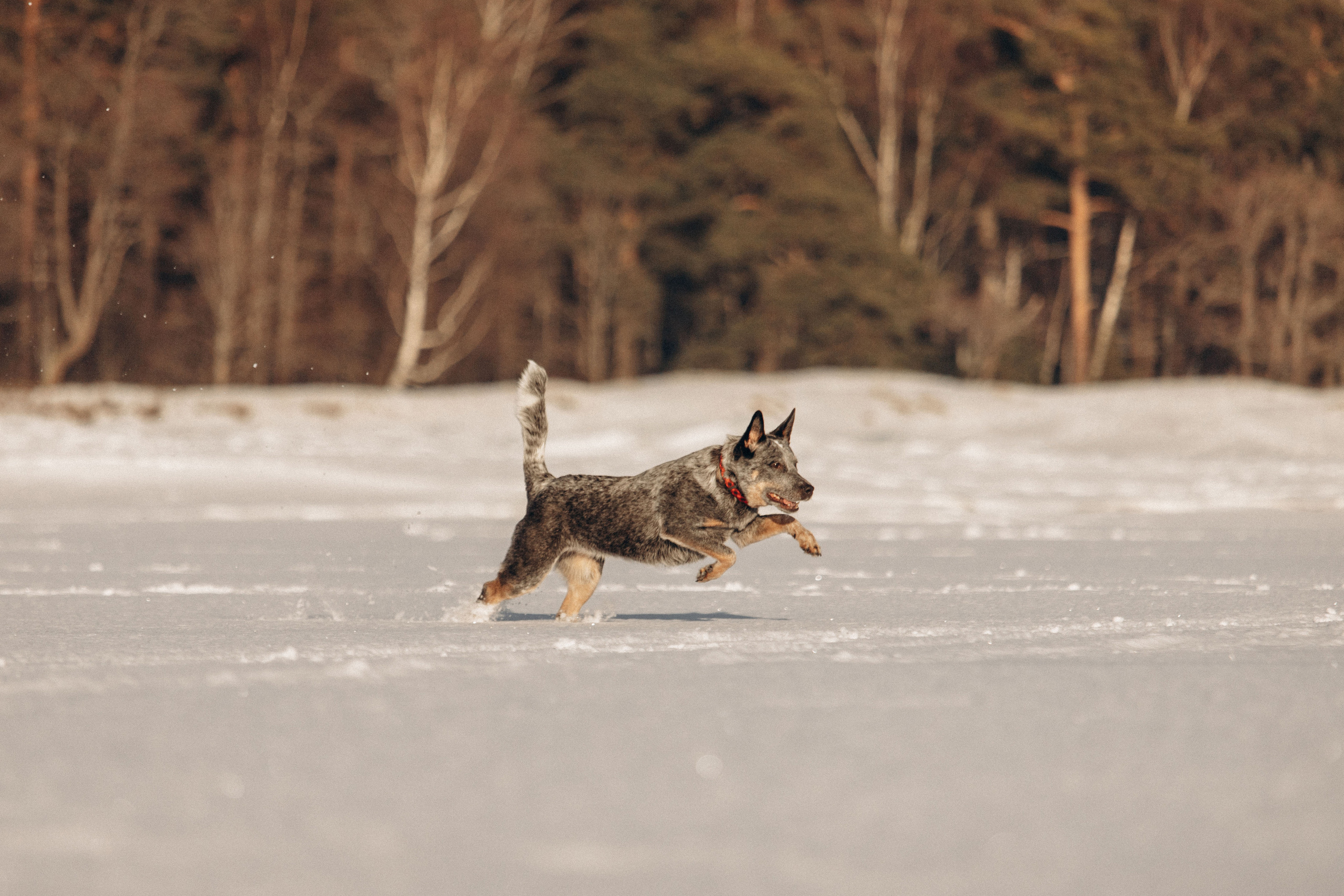 Оля и Мотя. Фотограф — Анималист | Санкт-Петербург