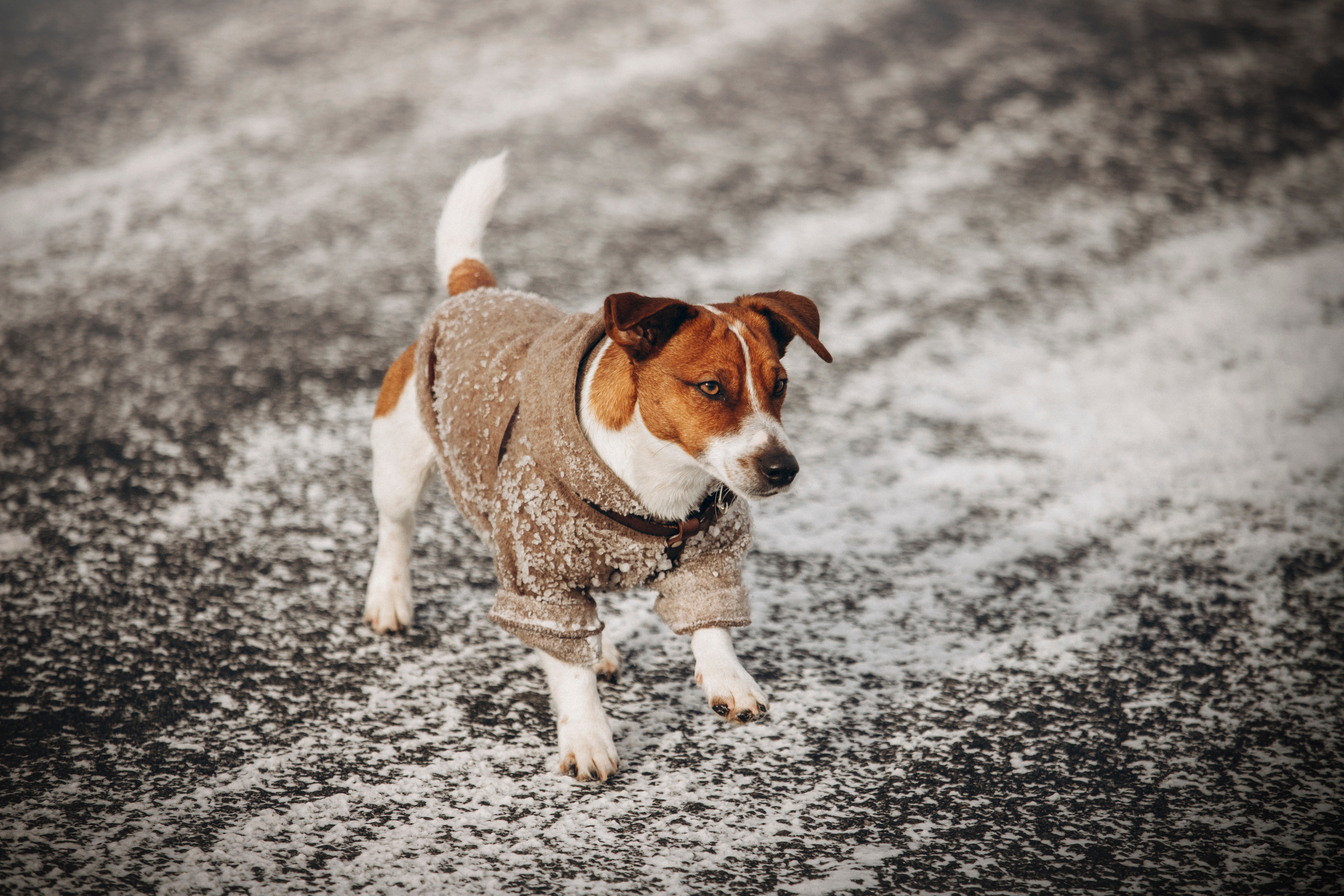 Даша и Бакс. Фотограф — Анималист | Санкт-Петербург