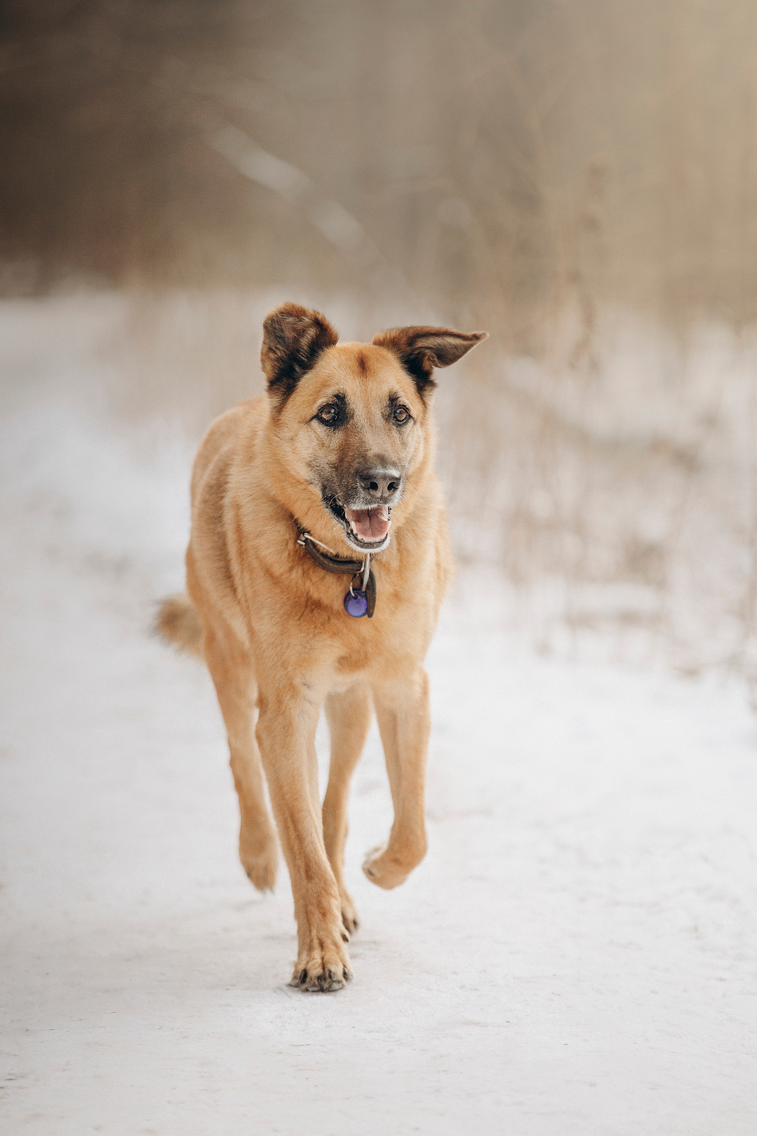 Олеся и Бу. Фотограф — Анималист | Санкт-Петербург