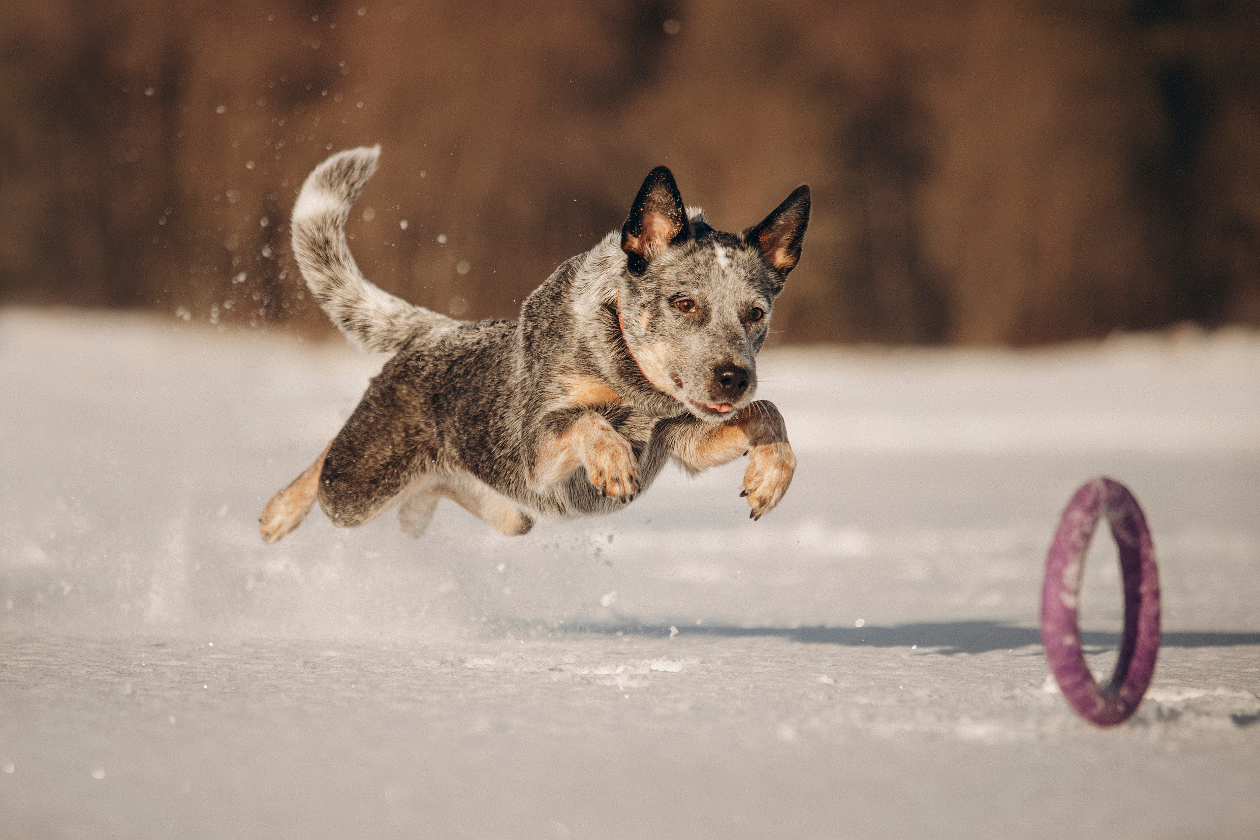 Оля и Мотя. Фотограф — Анималист | Санкт-Петербург