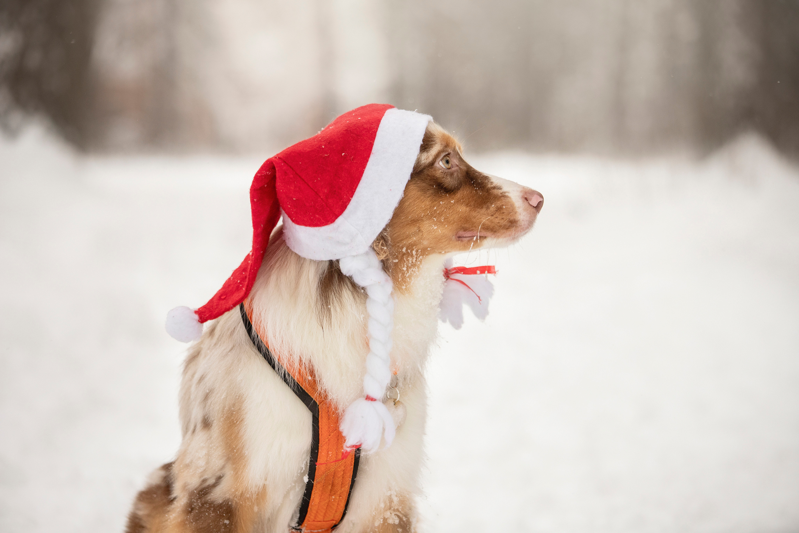 Делик, Скай и их семья. Фотограф — Анималист | Санкт-Петербург