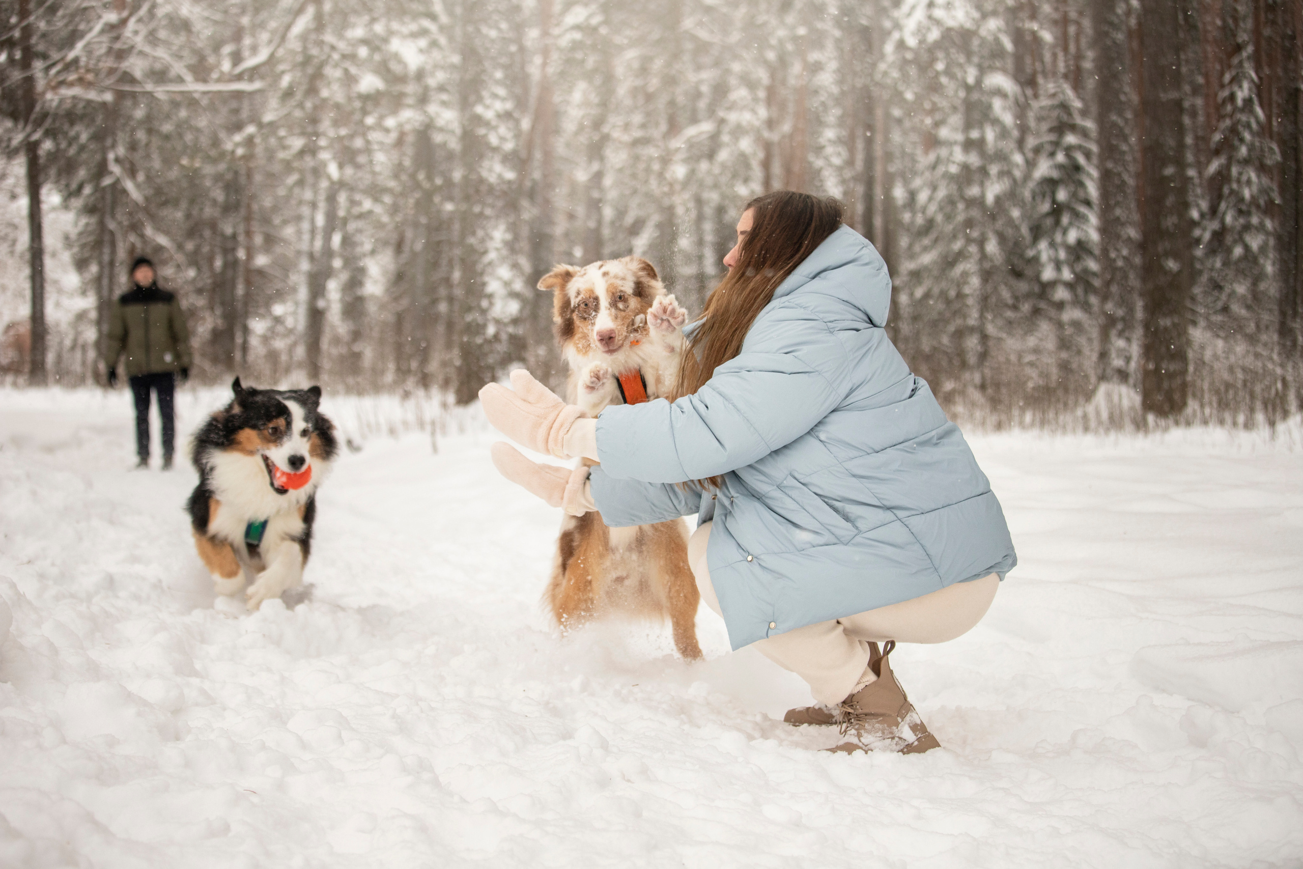 Делик, Скай и их семья. Фотограф — Анималист | Санкт-Петербург