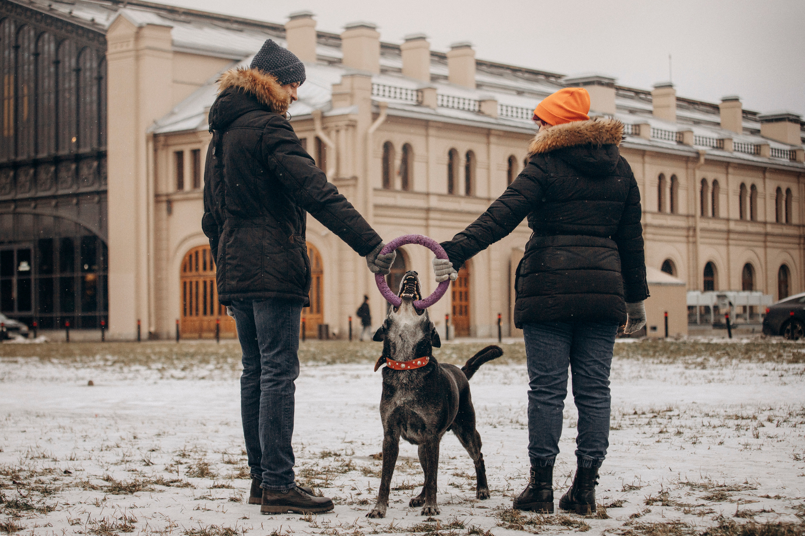 Ангус и его семья. Фотограф — Анималист | Санкт-Петербург