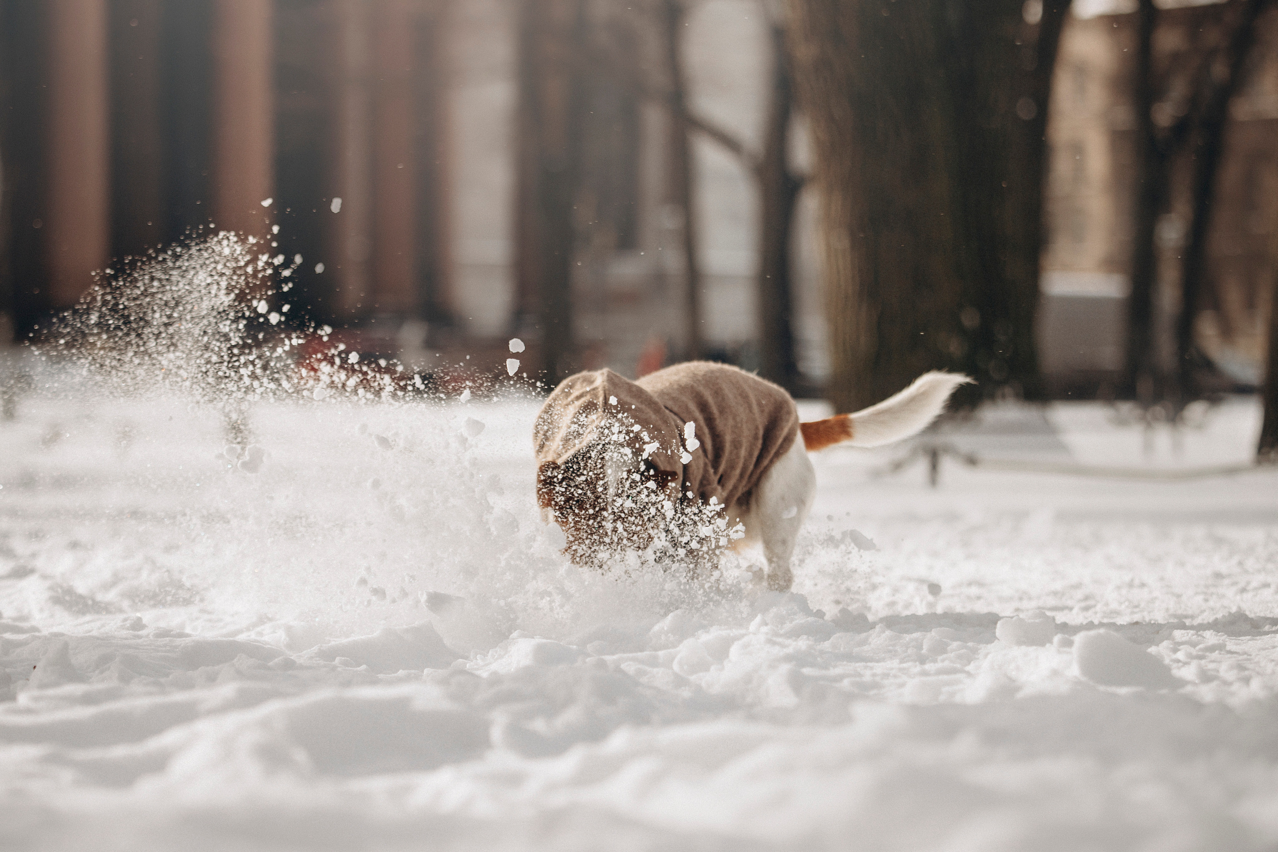 Даша и Бакс. Фотограф — Анималист | Санкт-Петербург