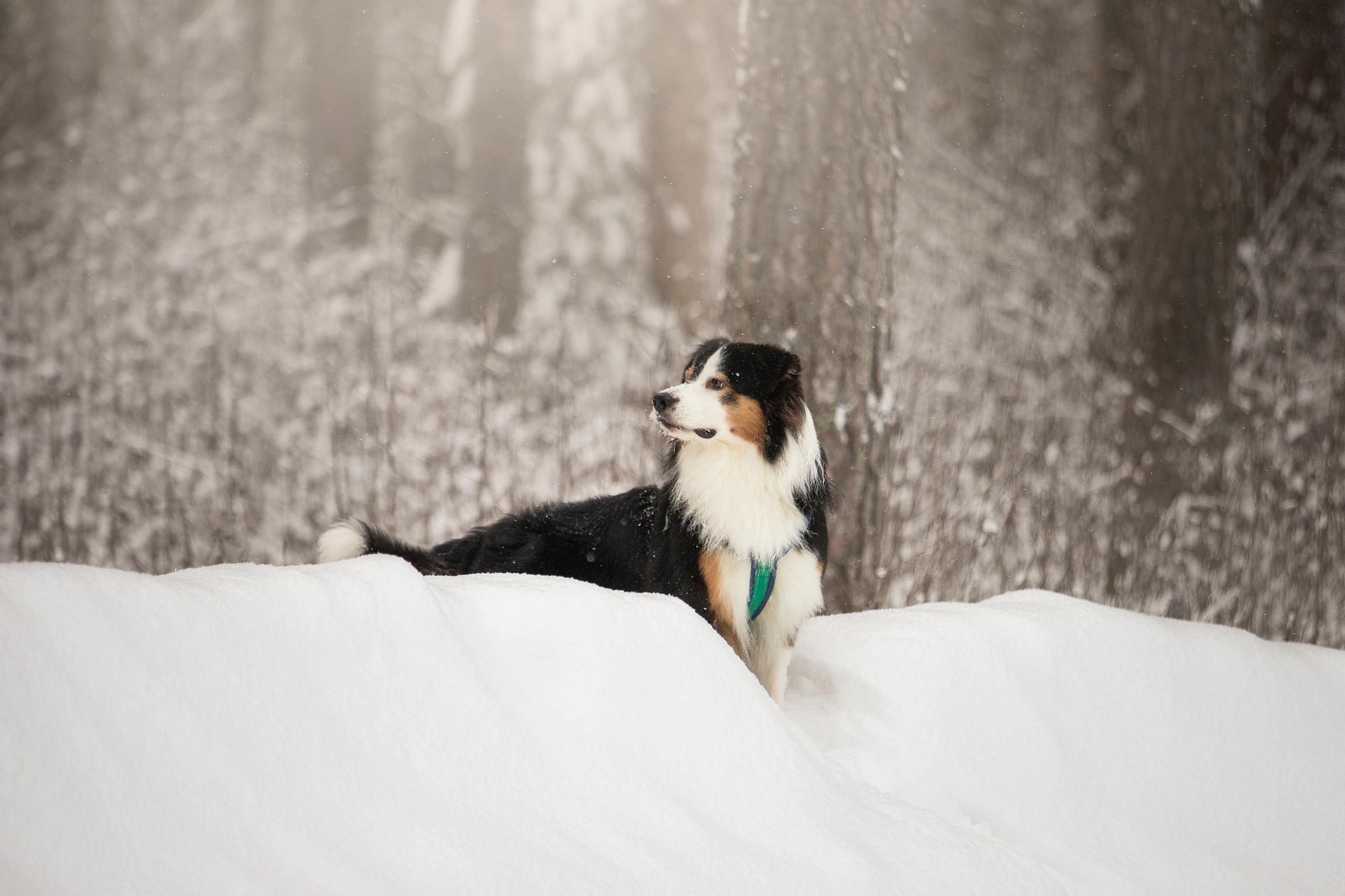 Делик, Скай и их семья. Фотограф — Анималист | Санкт-Петербург