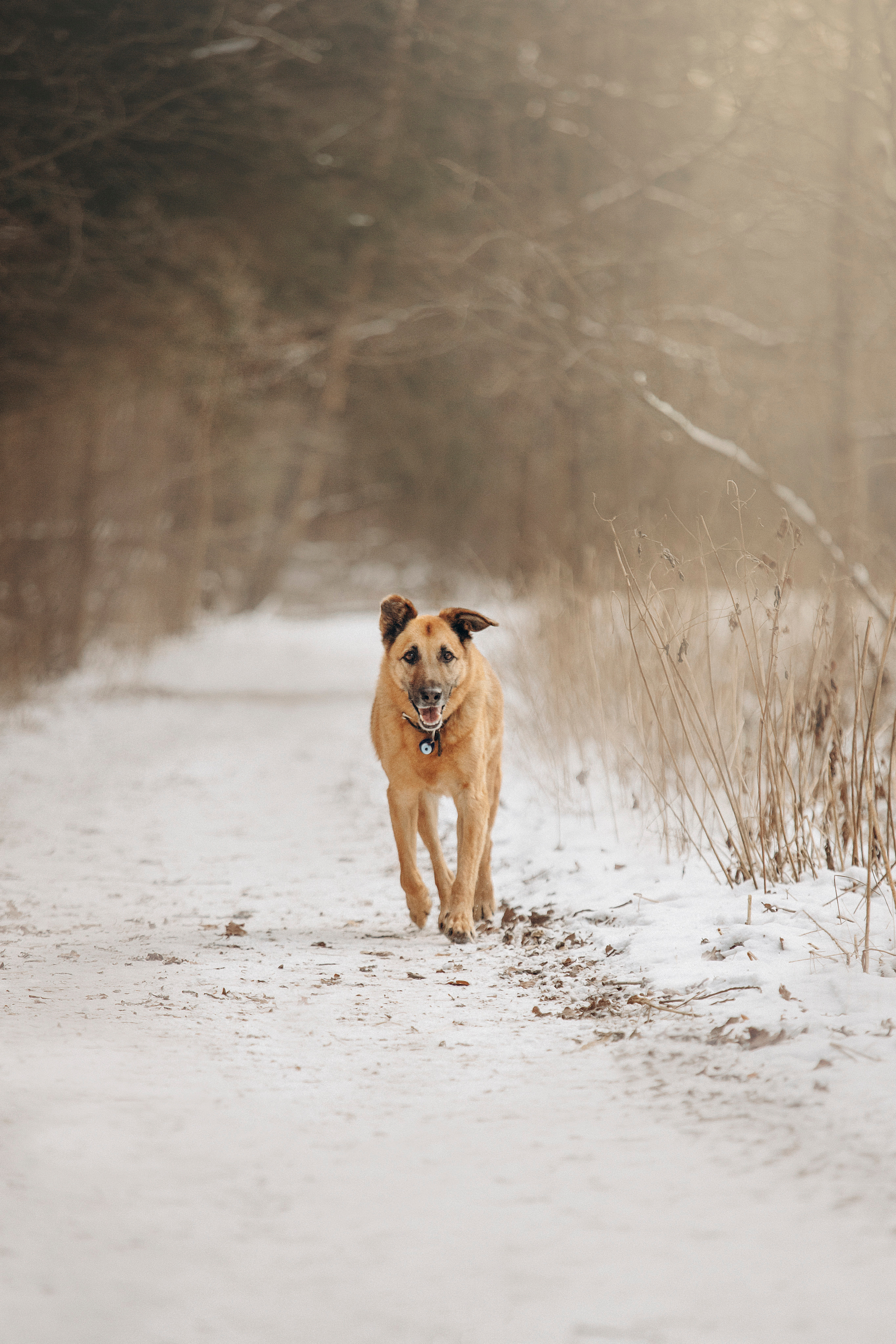 Олеся и Бу. Фотограф — Анималист | Санкт-Петербург