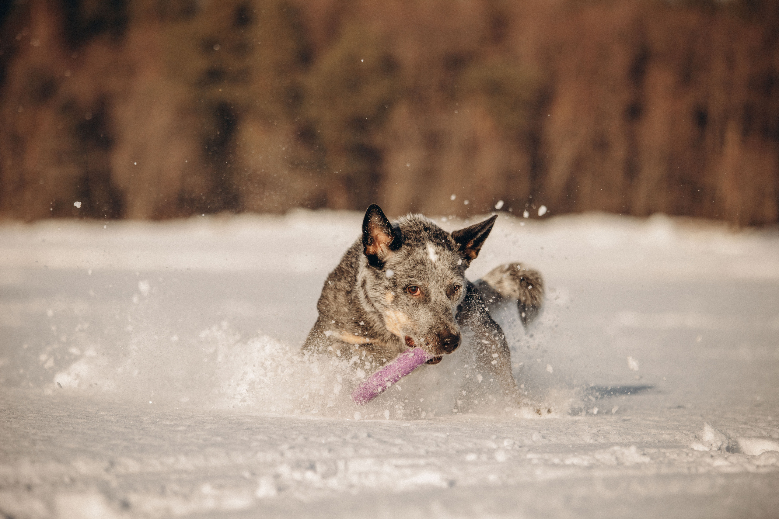 Оля и Мотя. Фотограф — Анималист | Санкт-Петербург