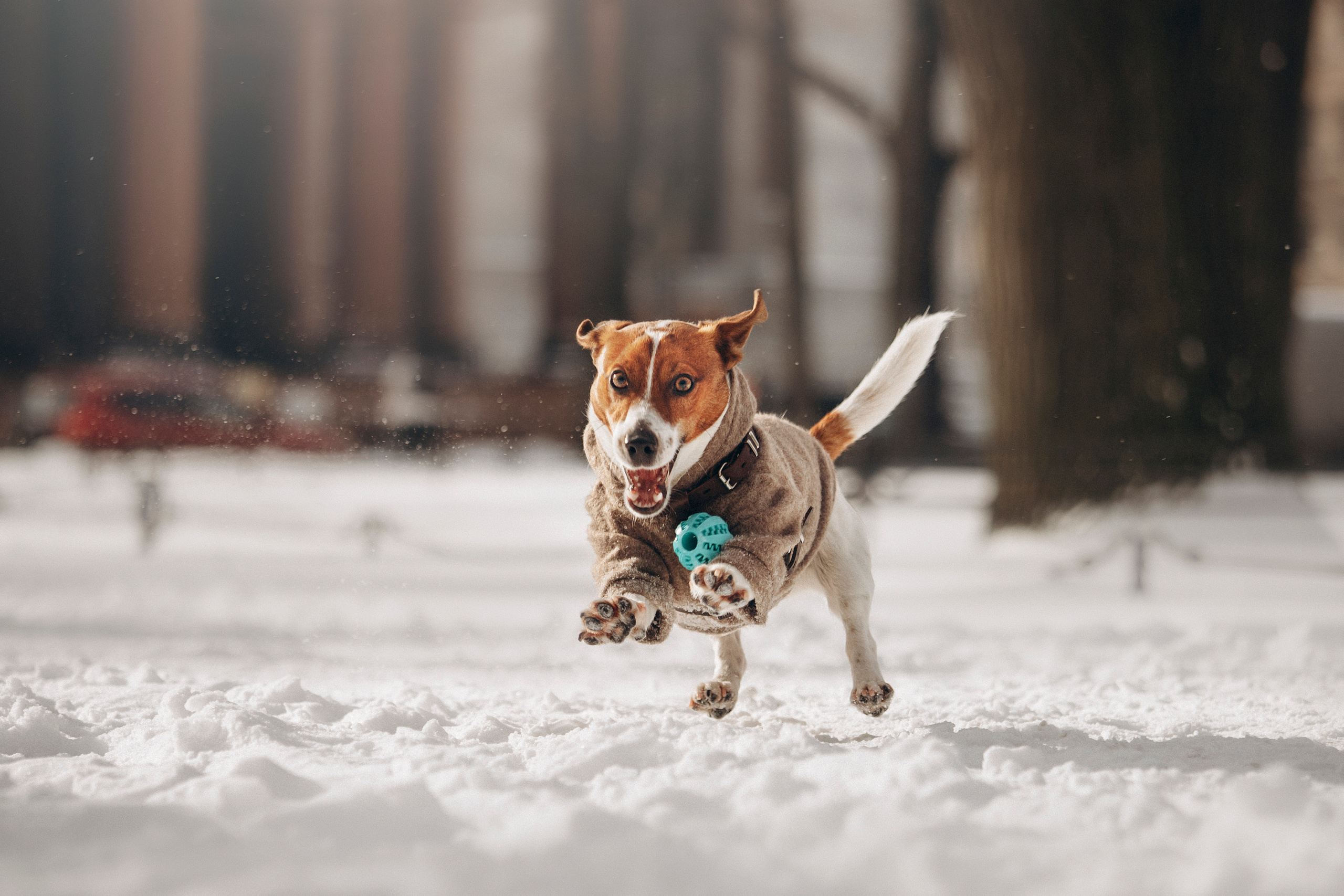 Даша и Бакс. Фотограф — Анималист | Санкт-Петербург