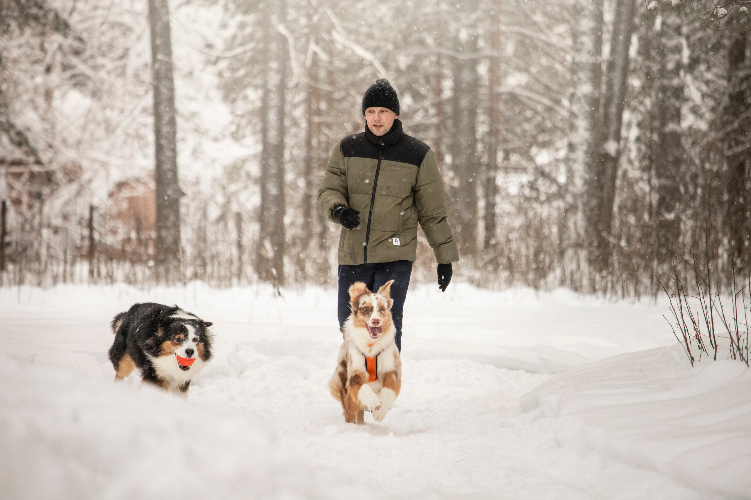 Делик, Скай и их семья. Фотограф — Анималист | Санкт-Петербург