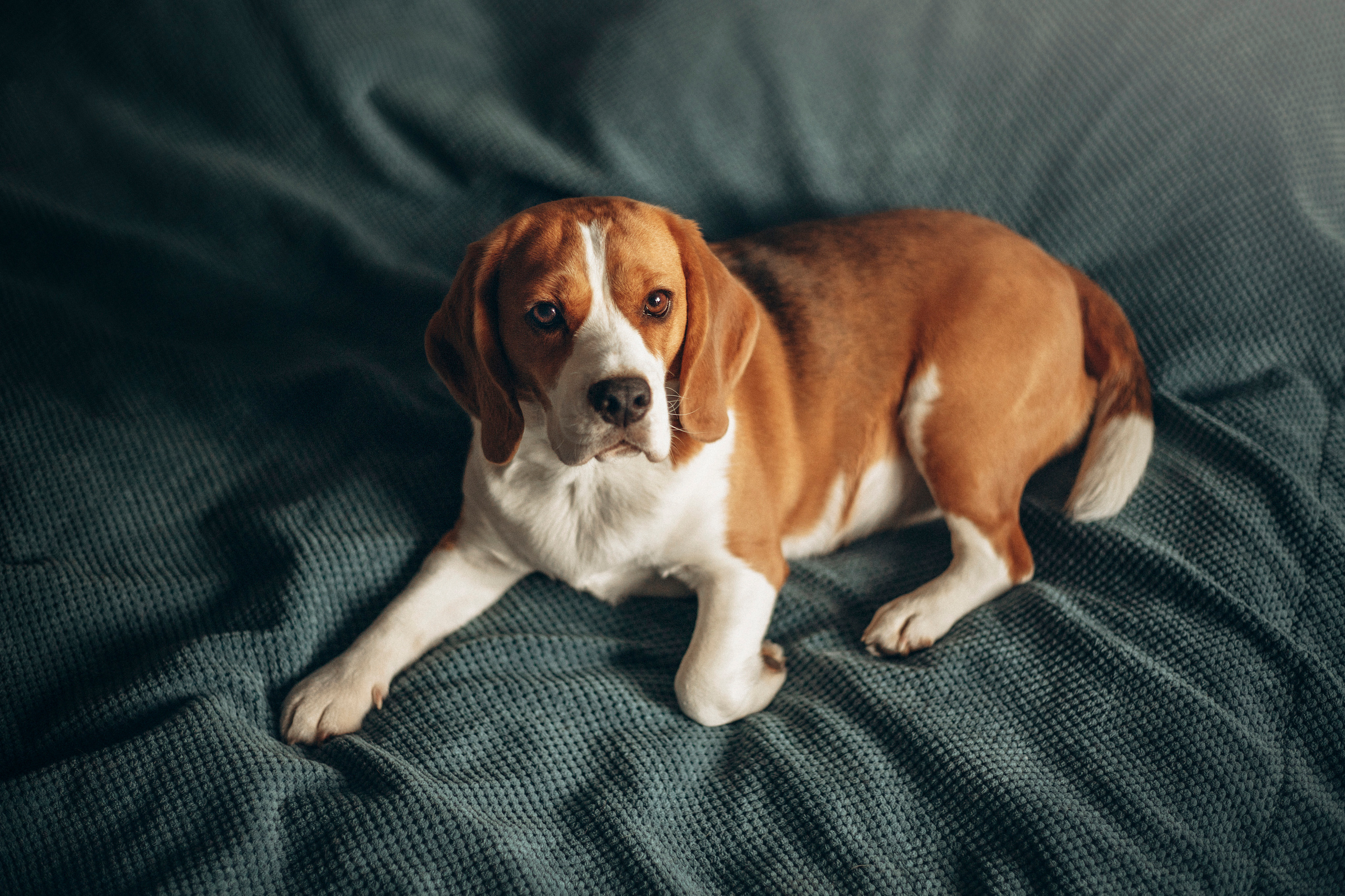 Полина и Бетти. Фотограф — Анималист | Санкт-Петербург