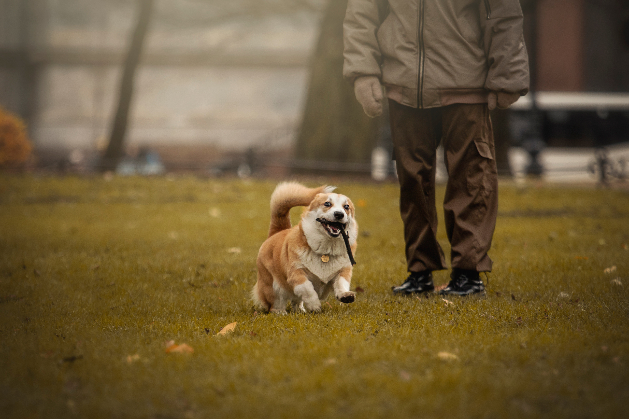 Барни и его семья. Фотограф — Анималист | Санкт-Петербург