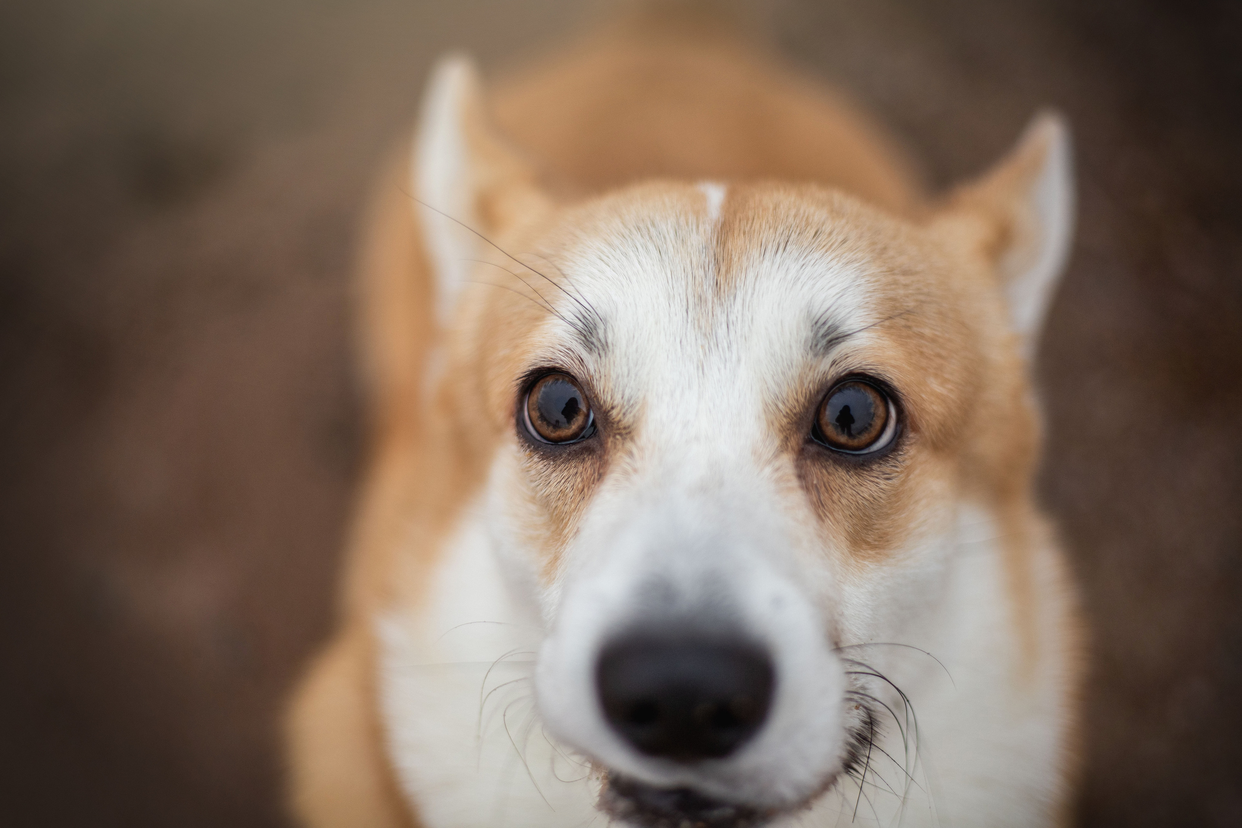 Барни и его семья. Фотограф — Анималист | Санкт-Петербург