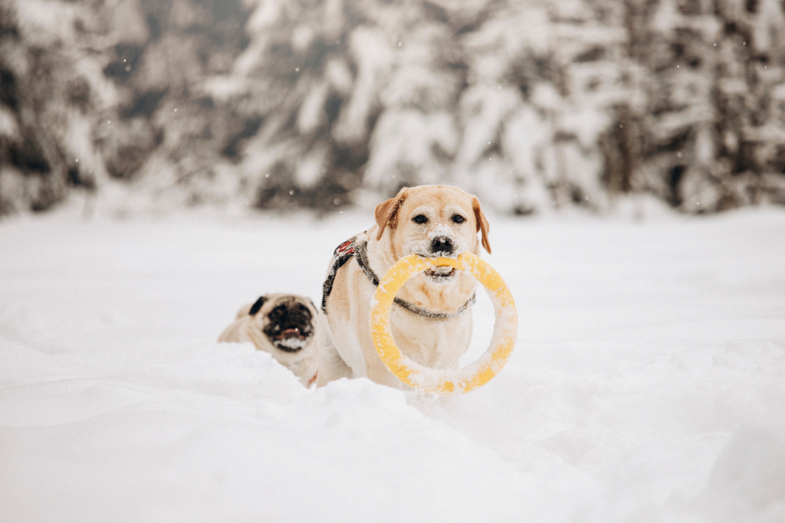 Марго, Степа и их семья. Фотограф — Анималист | Санкт-Петербург