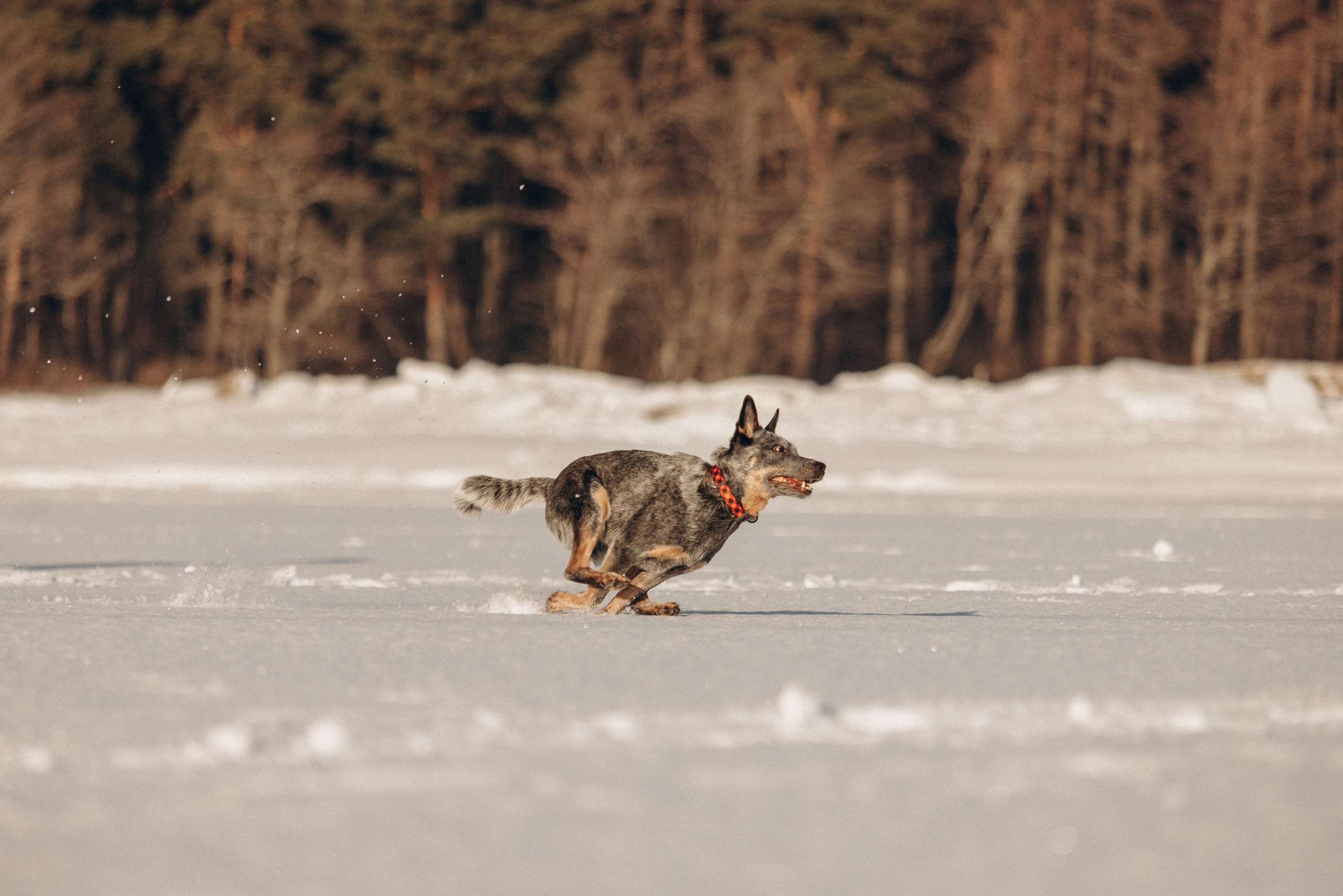Оля и Мотя. Фотограф — Анималист | Санкт-Петербург