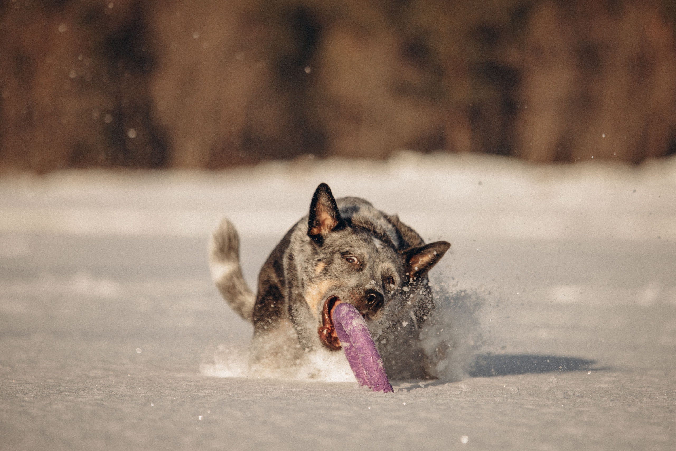 Оля и Мотя. Фотограф — Анималист | Санкт-Петербург